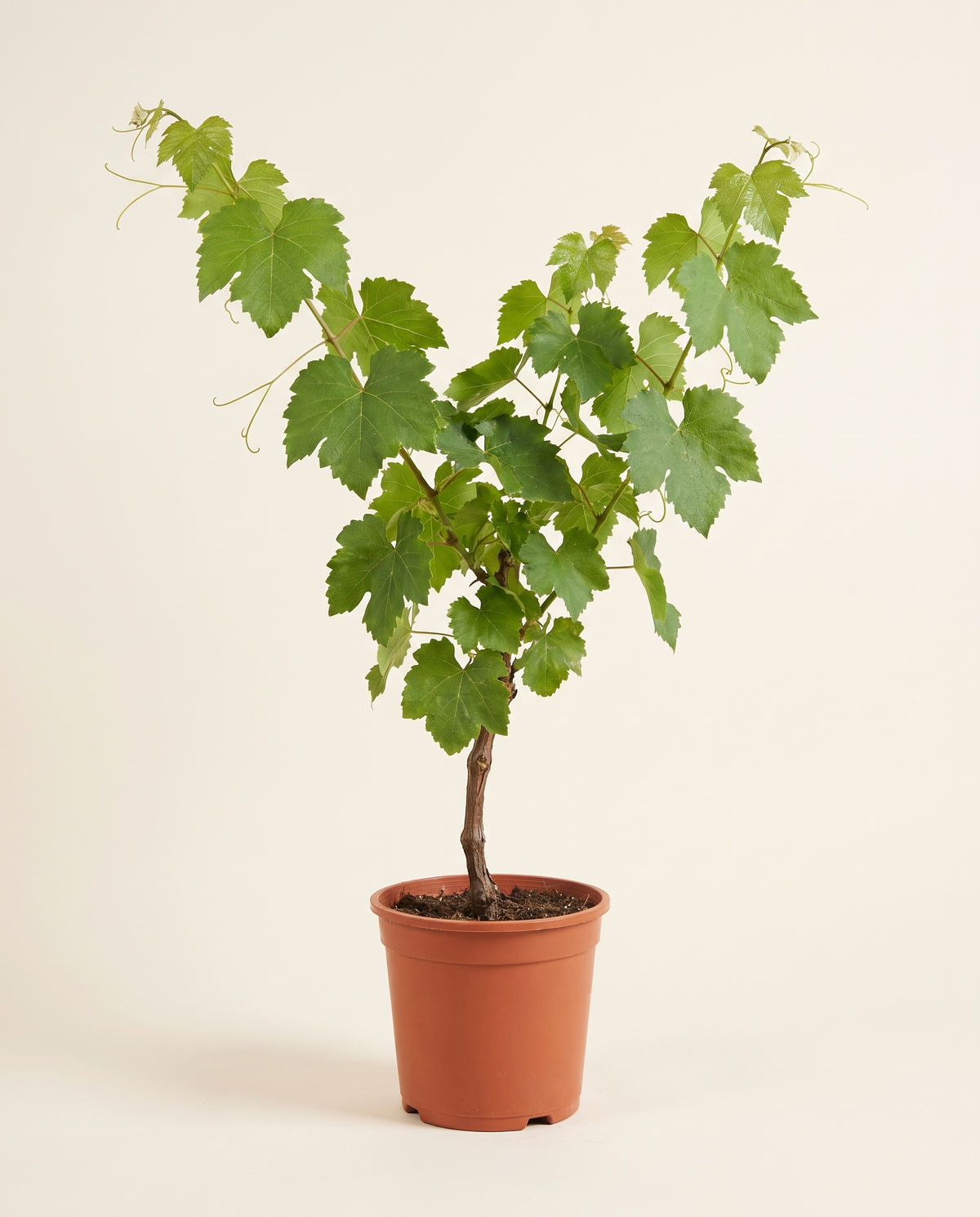 Sultani Grape عنب سلطاني