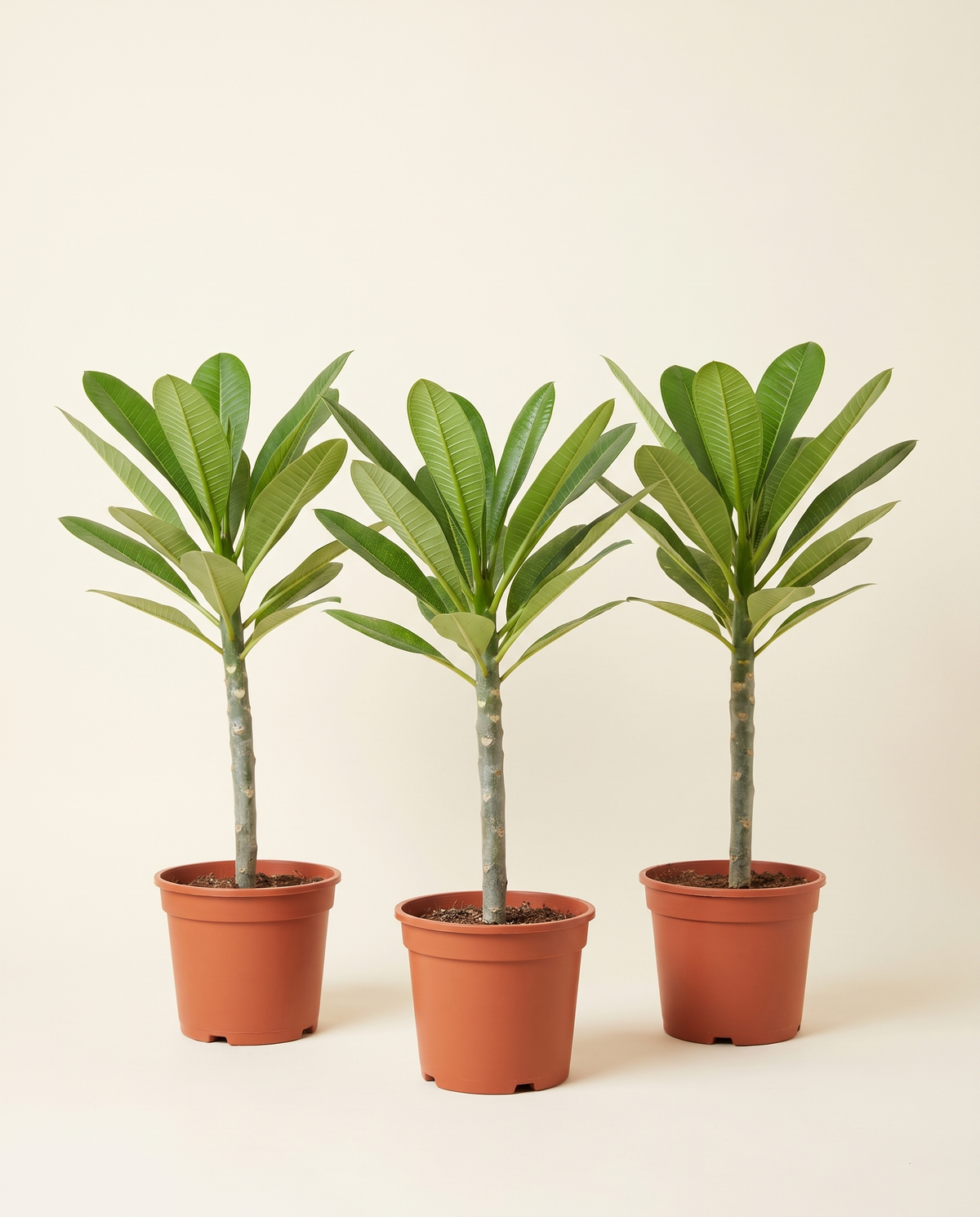 Plumeria small plant 3 PCS بلوميريا (فرانجيباني)