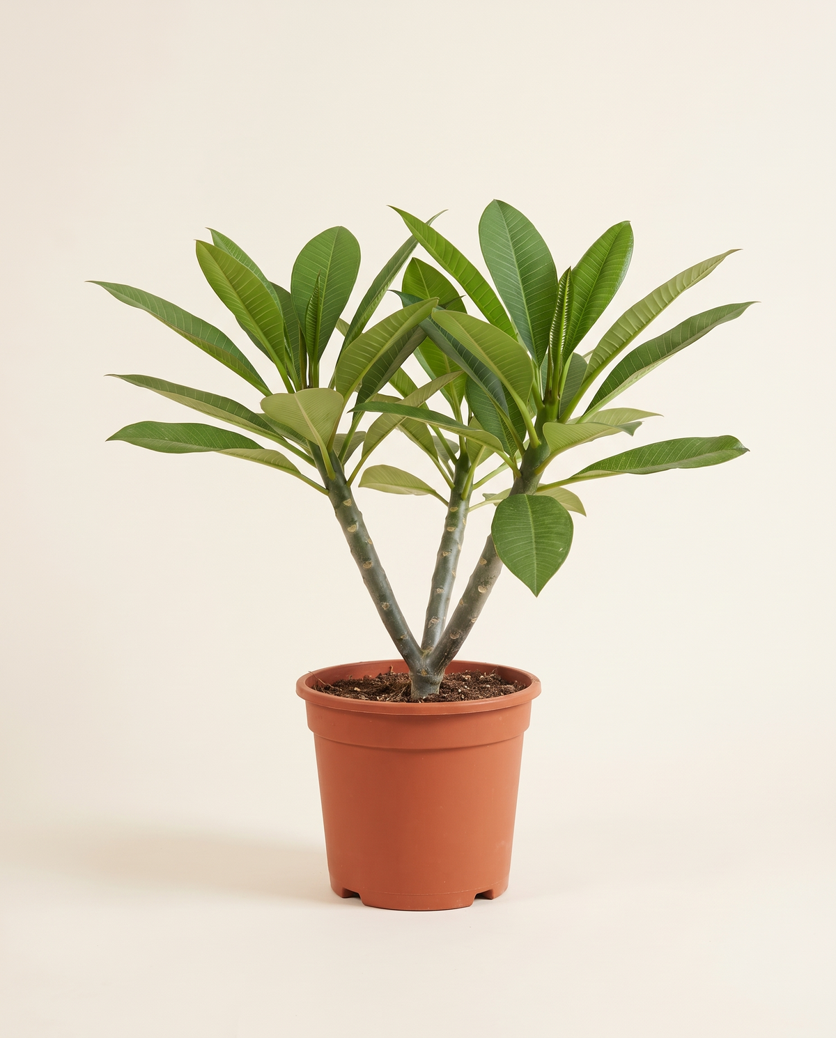 Plumeria With Beige Plastic Pot بلوميريا (فرانجيباني)