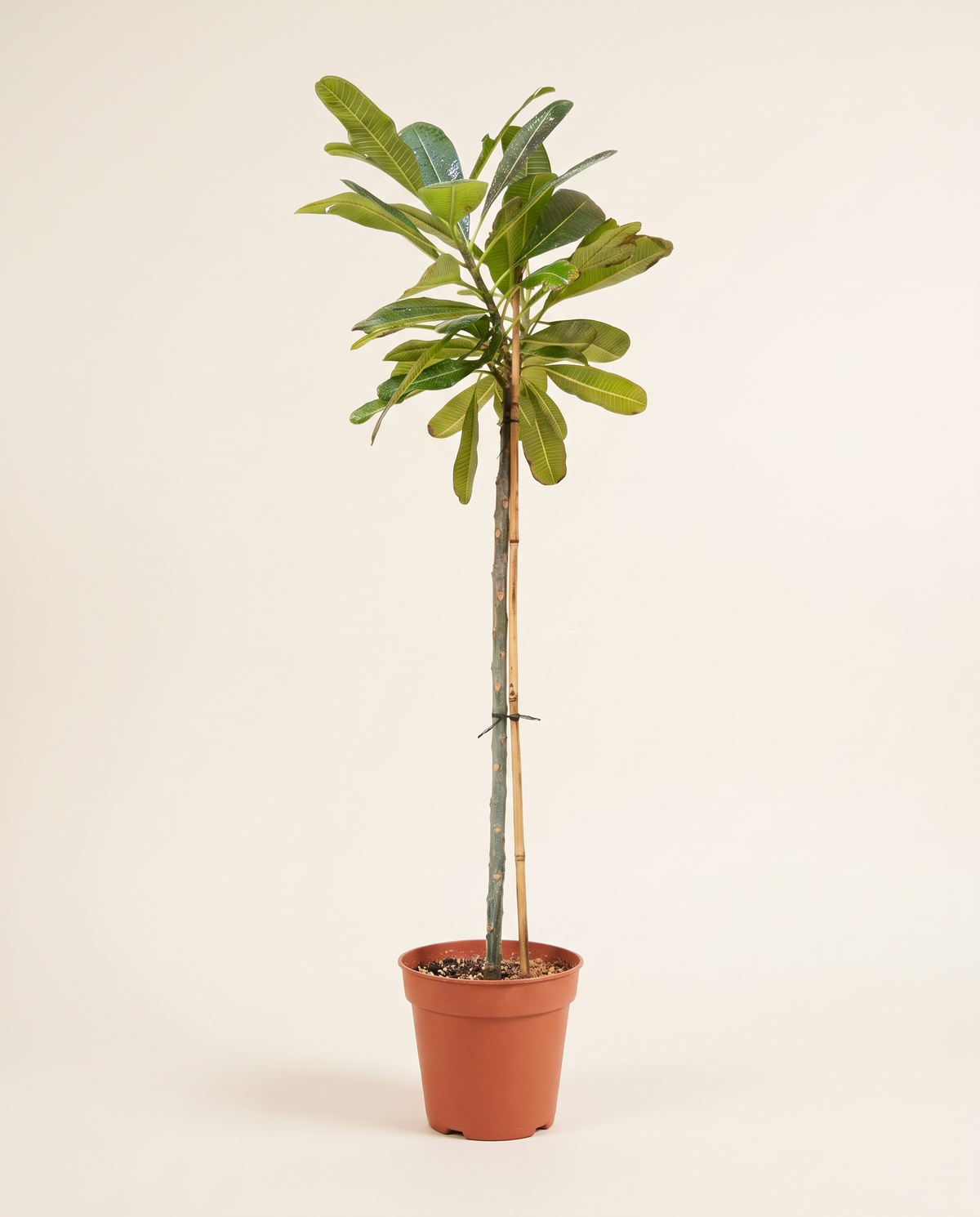 Frangipani (Plumeria) Tree فتنه (بلوميرا)