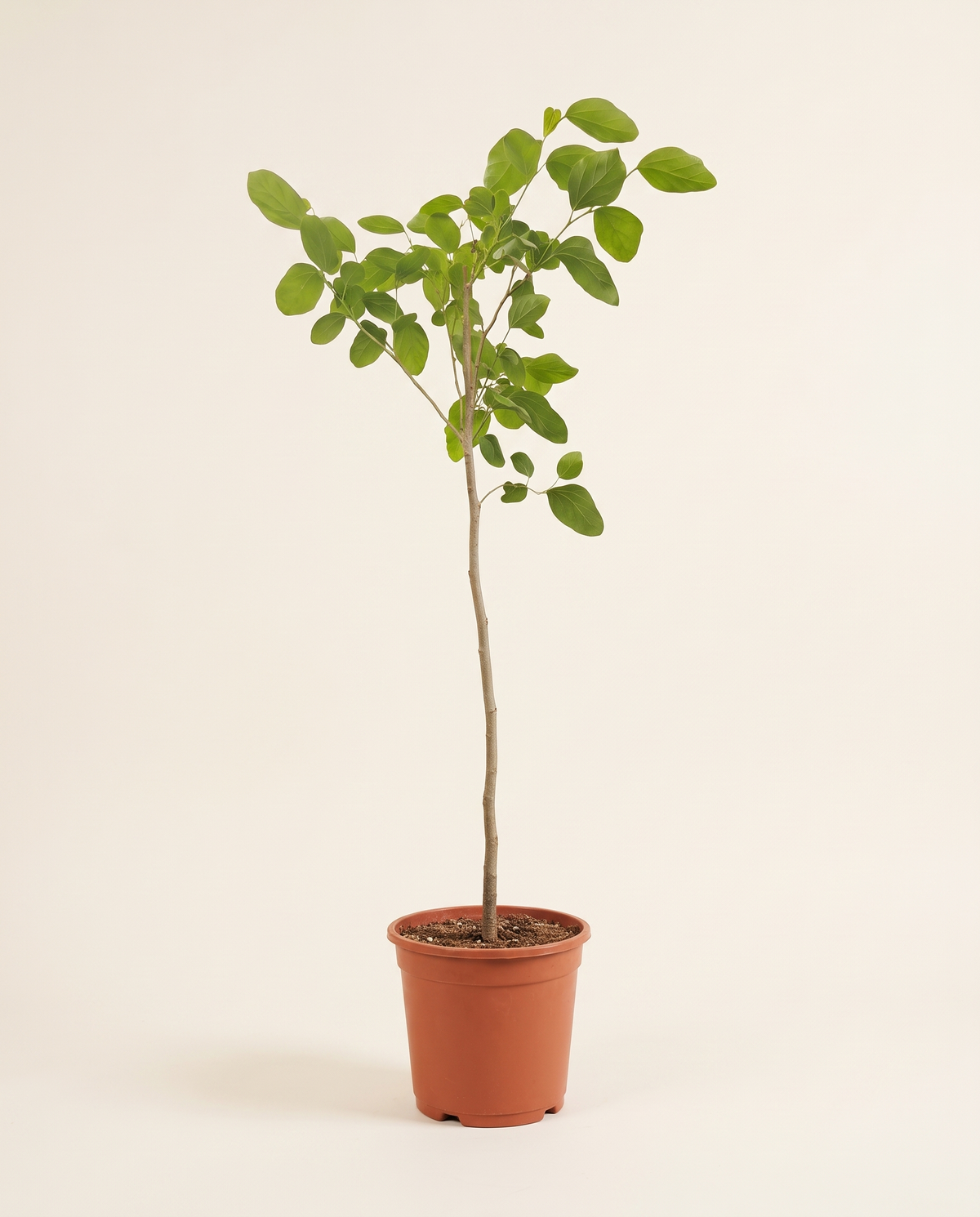 Assyrian Plum (Cordia myxa) بمبر