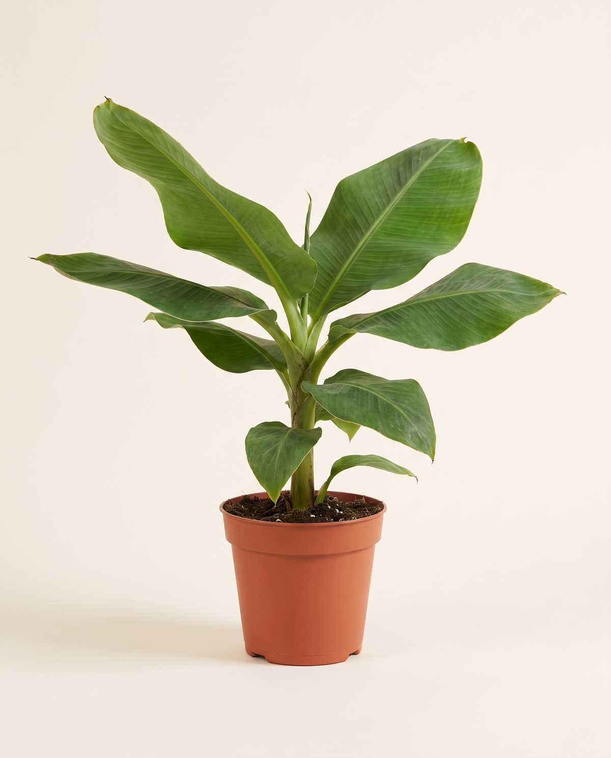 Banana Tree - Fruit Tree شجرة الموز