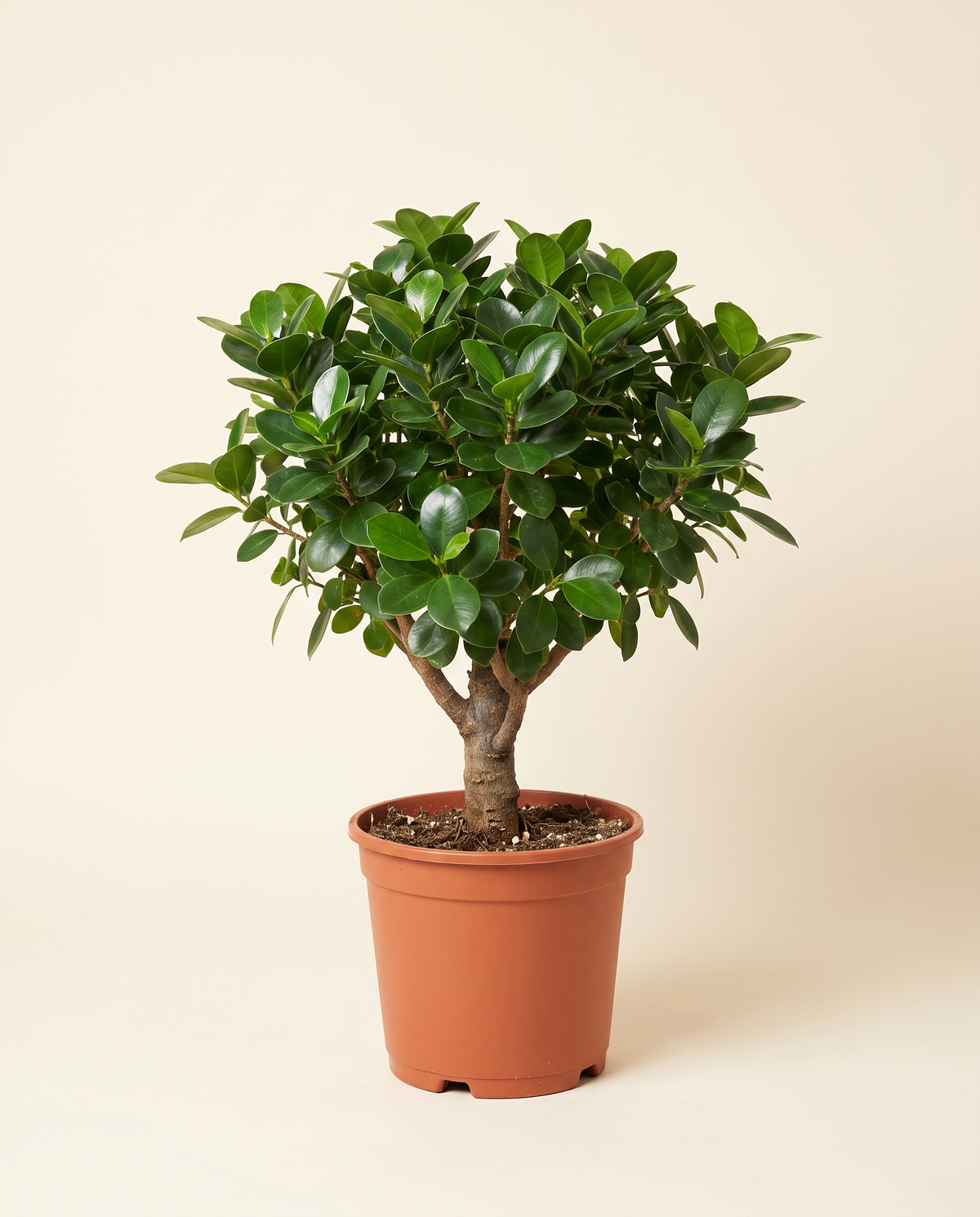 Ficus Panda – 110 cm Height فيكس