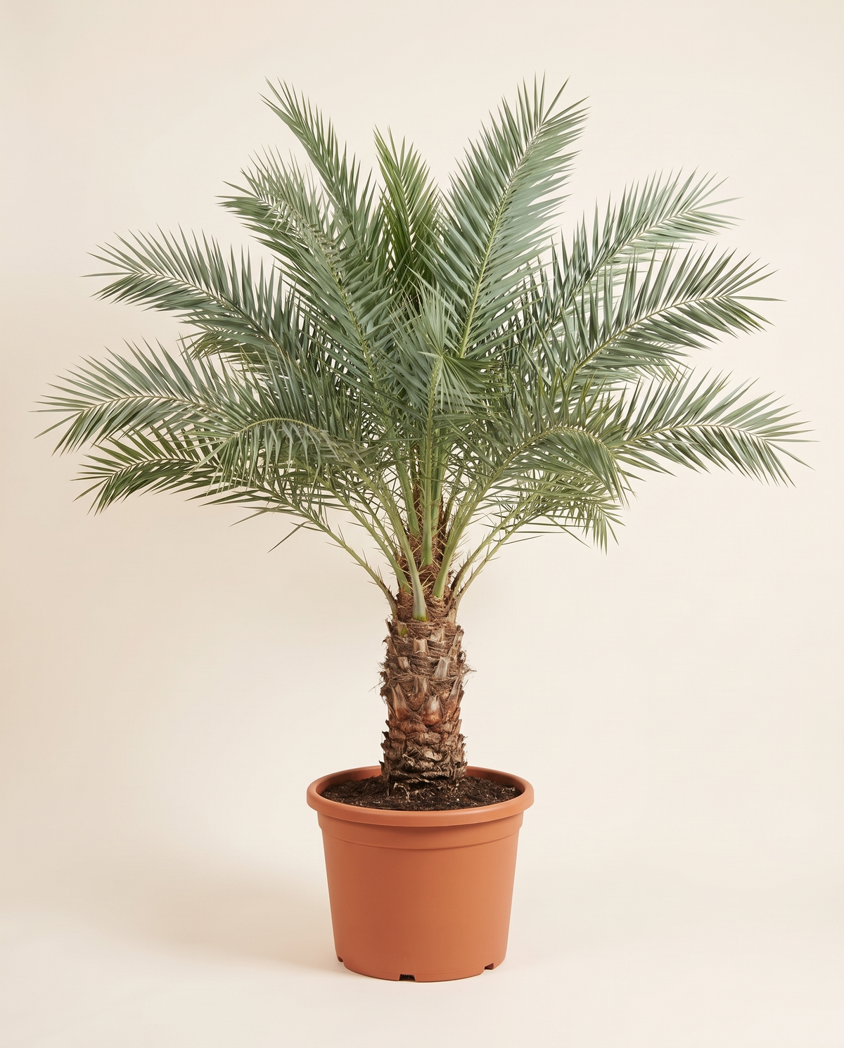 Barhi Date Palm, Field Grown نخلة برحي حقلية