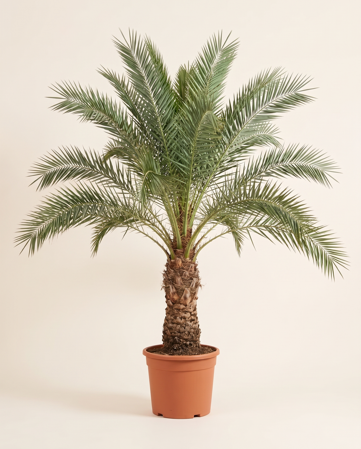 Medjool Date Palm, Field Grown نخلة مدجول حقلية