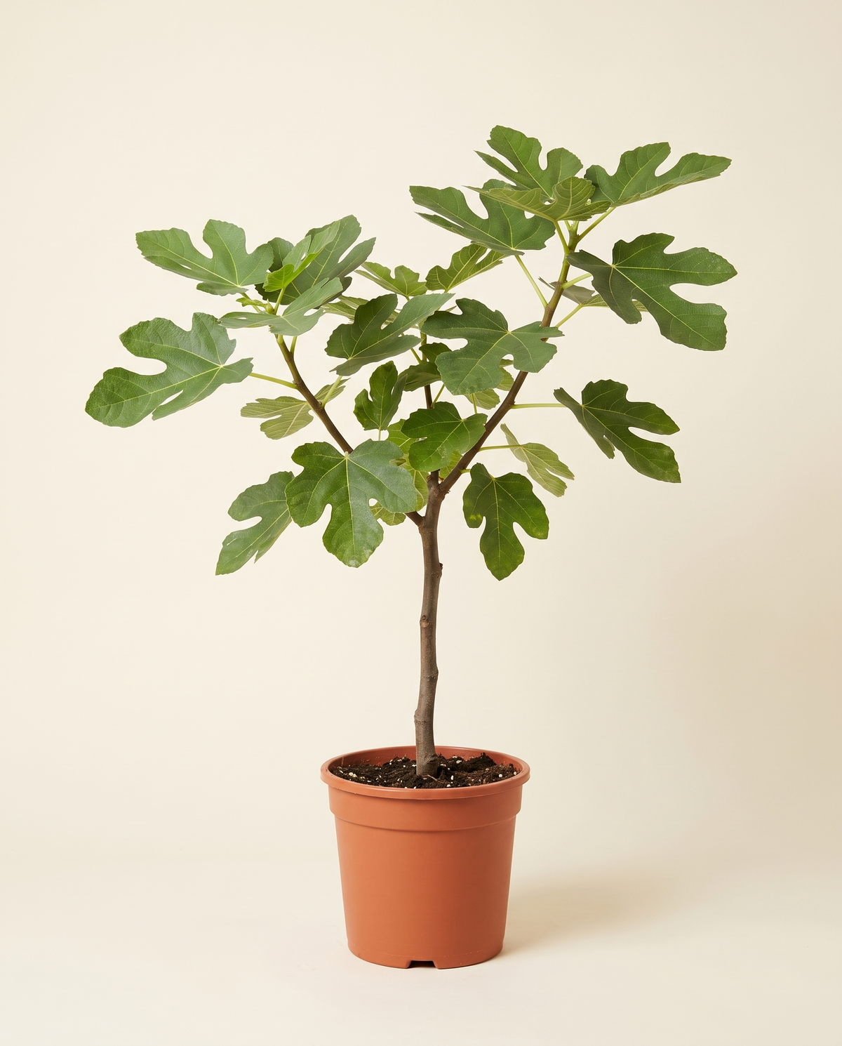 Baarbary Fig تين