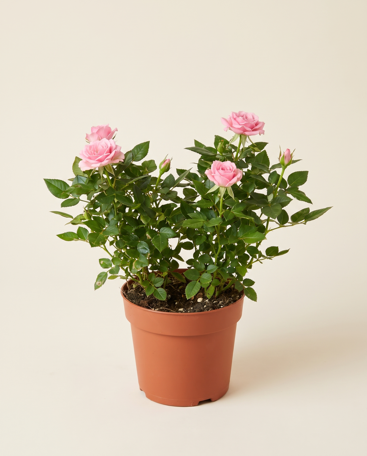 Babe Roses - 2pcs ورد