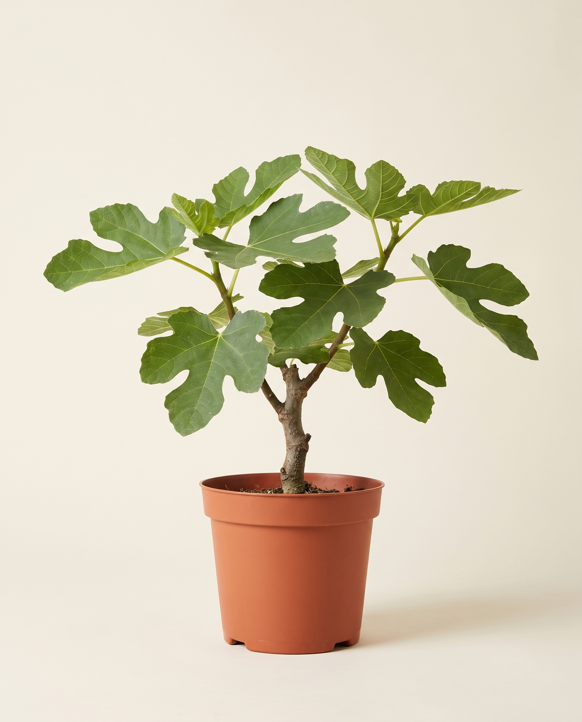 Fig Plant – Jassim نبتة التين – جاسم