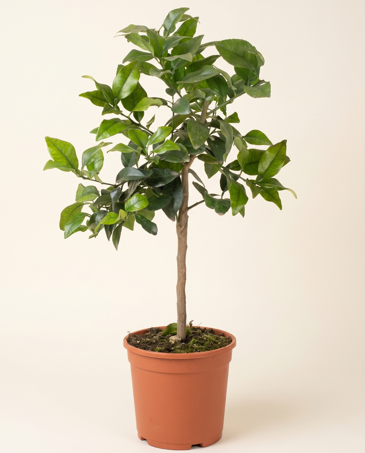 Grapefruit Tree جريب فروت