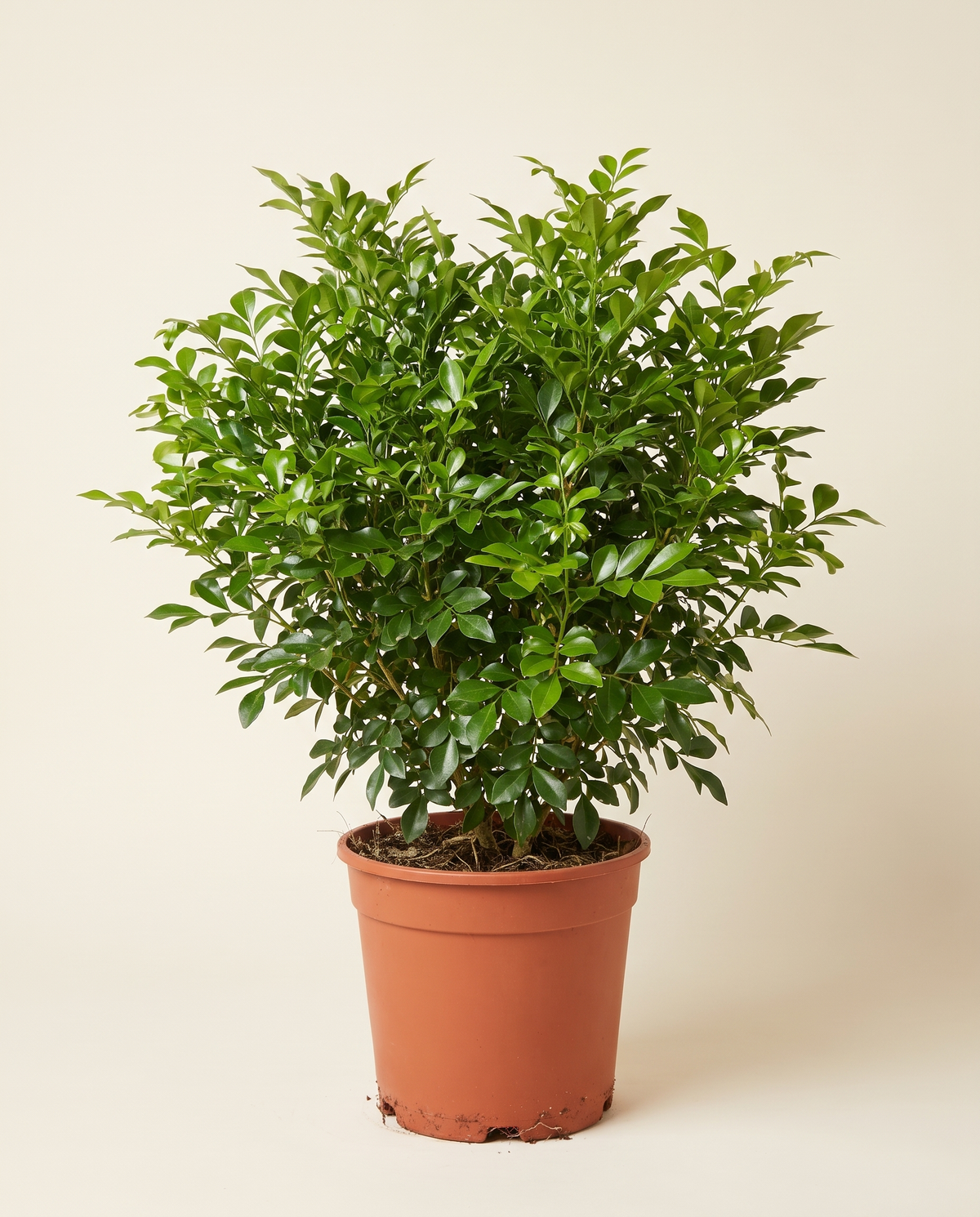 Murraya 25cm مورايا