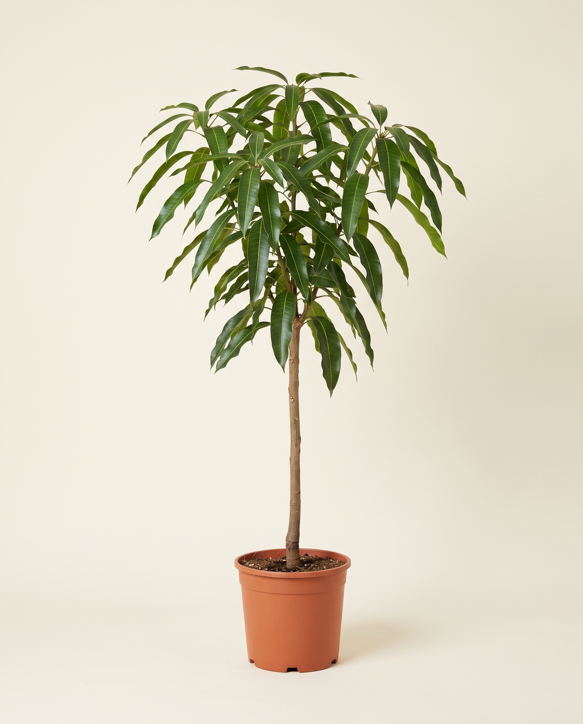 Mango 'Al Sadiqa' Tree مانجا الصديقة