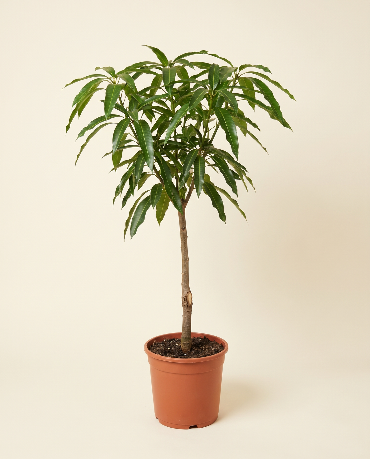 Mango 'Okrung' Tree مانجا اوكيونج