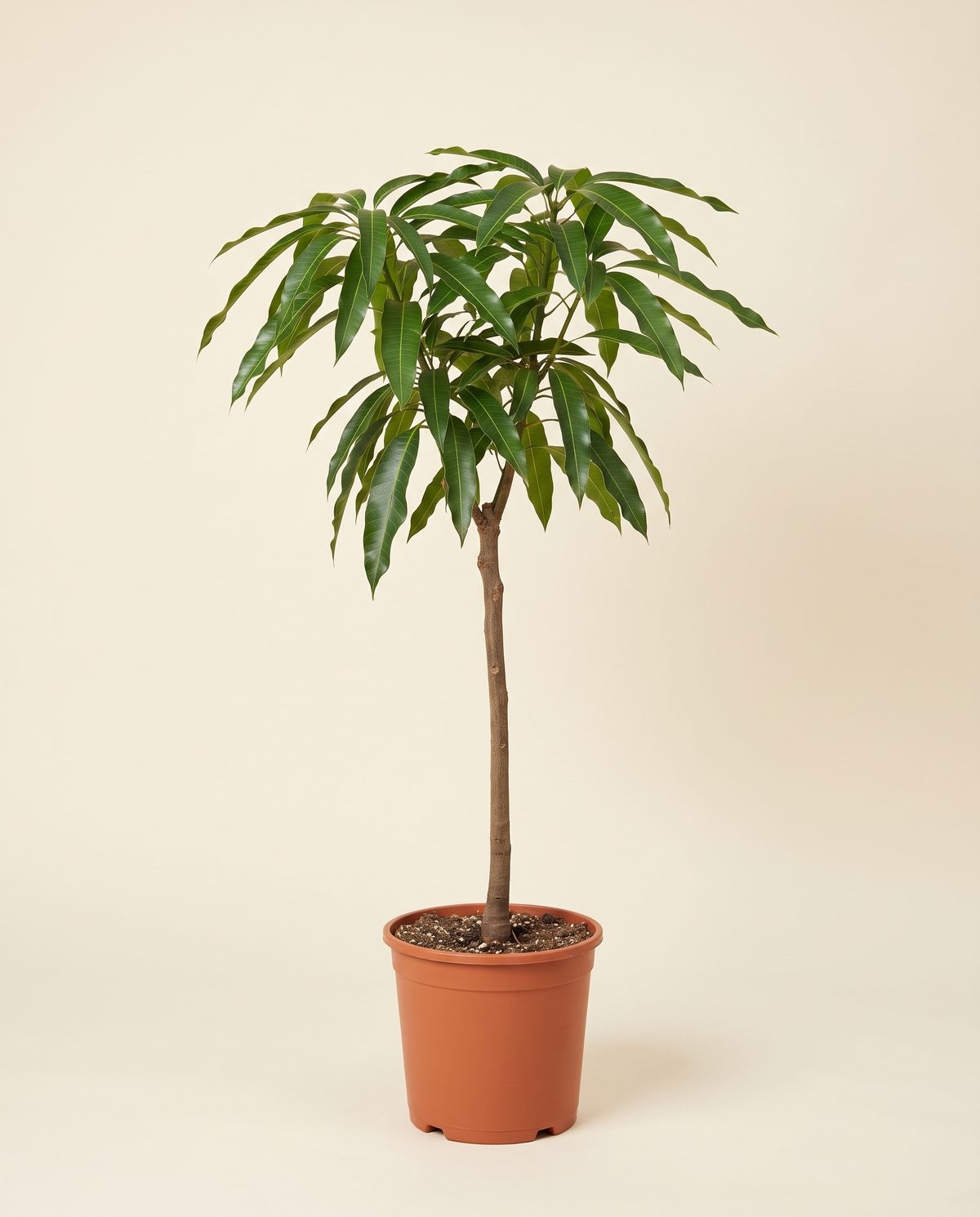 Mango 'Miyazaki' Tree مانجا ميازاكي