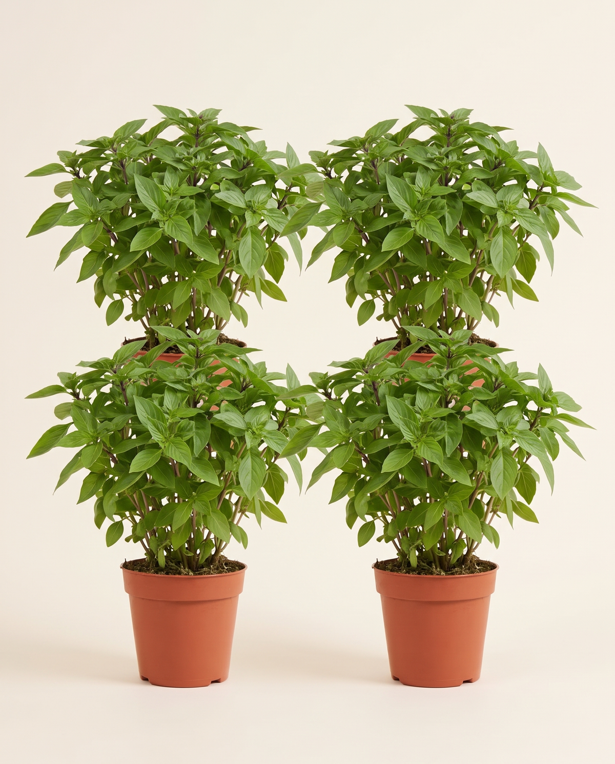 Mashmom 4 Pcs And 1 Free مشموم (ريحان)