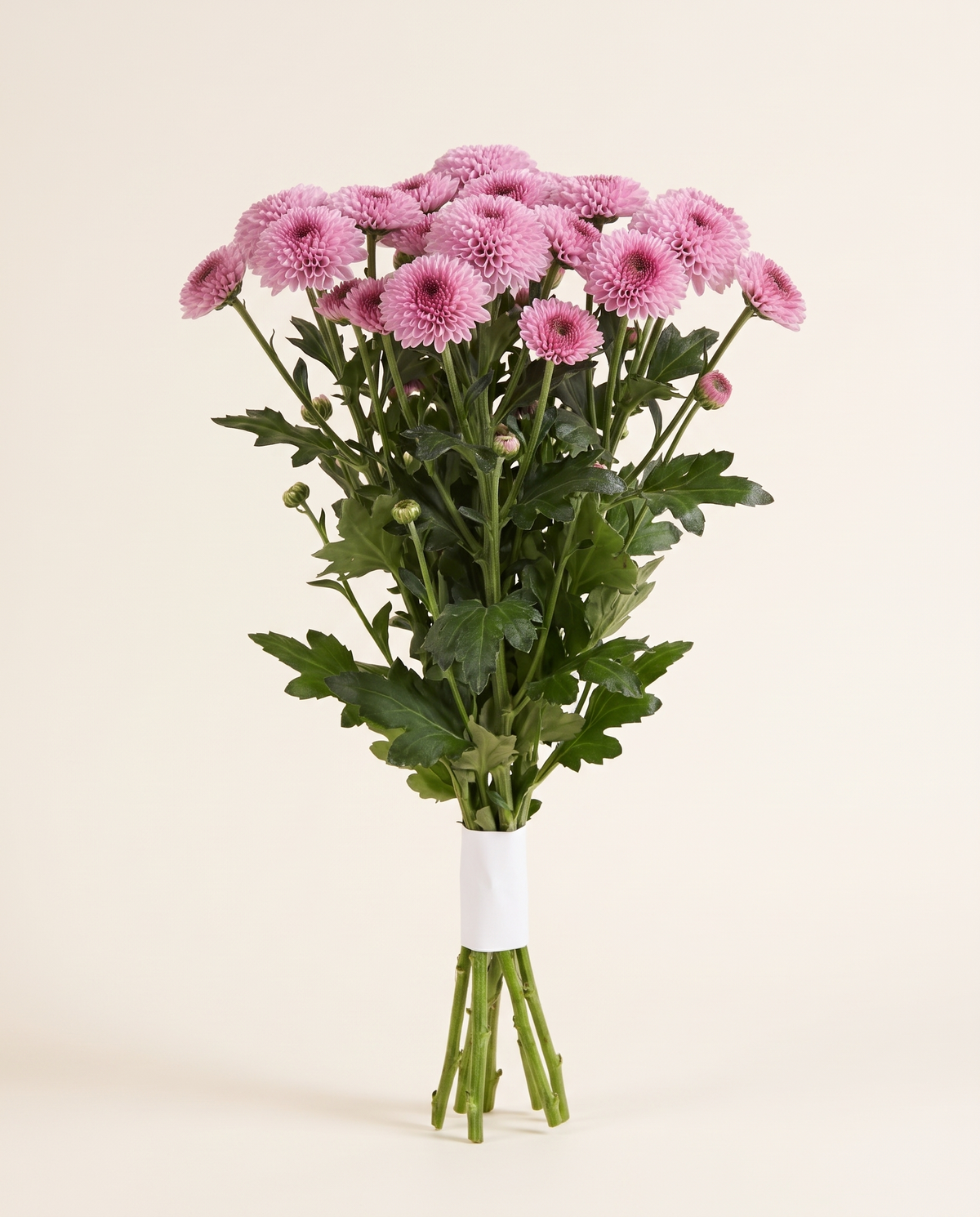 Santini Elisson Pink