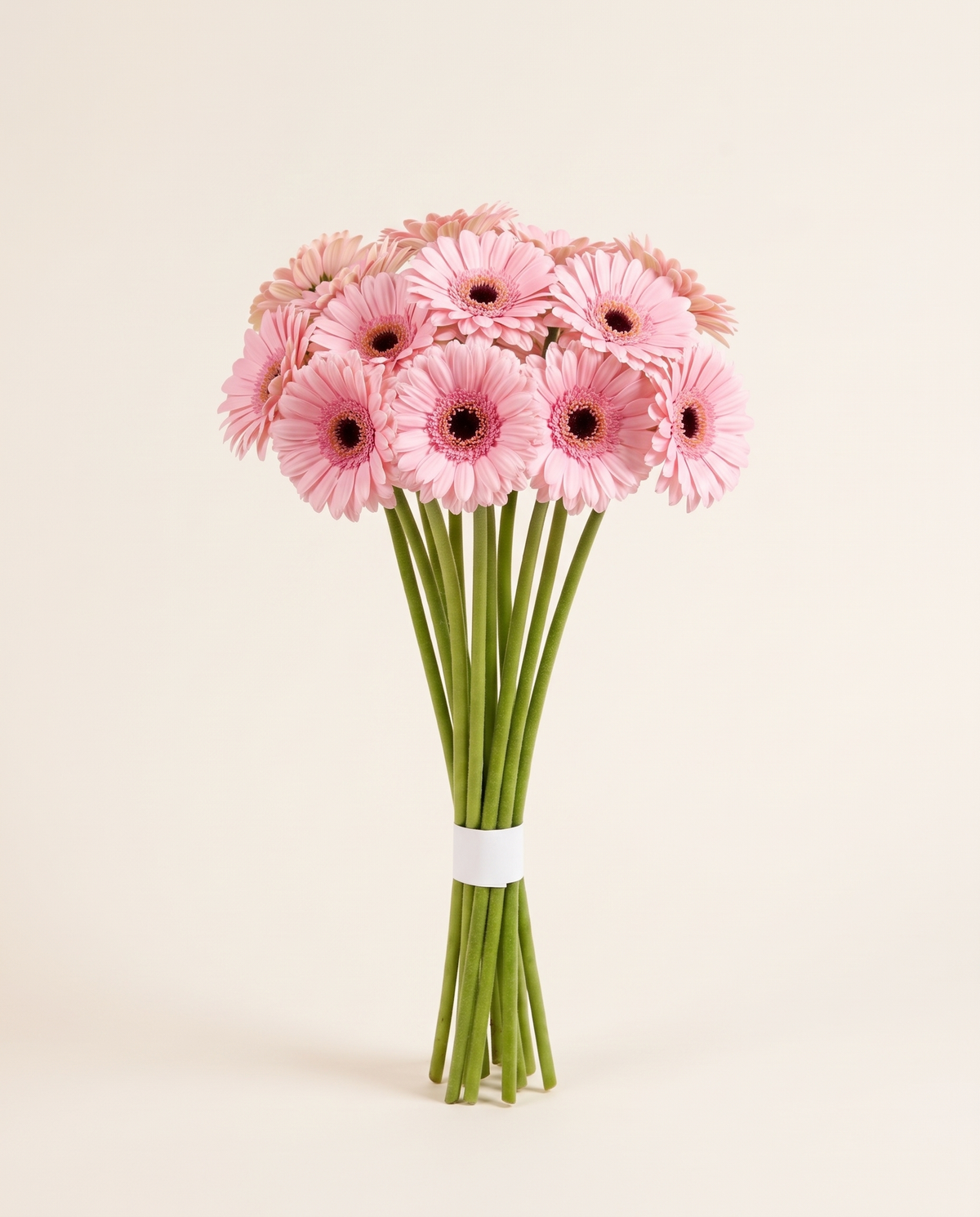 Germini Pink 3