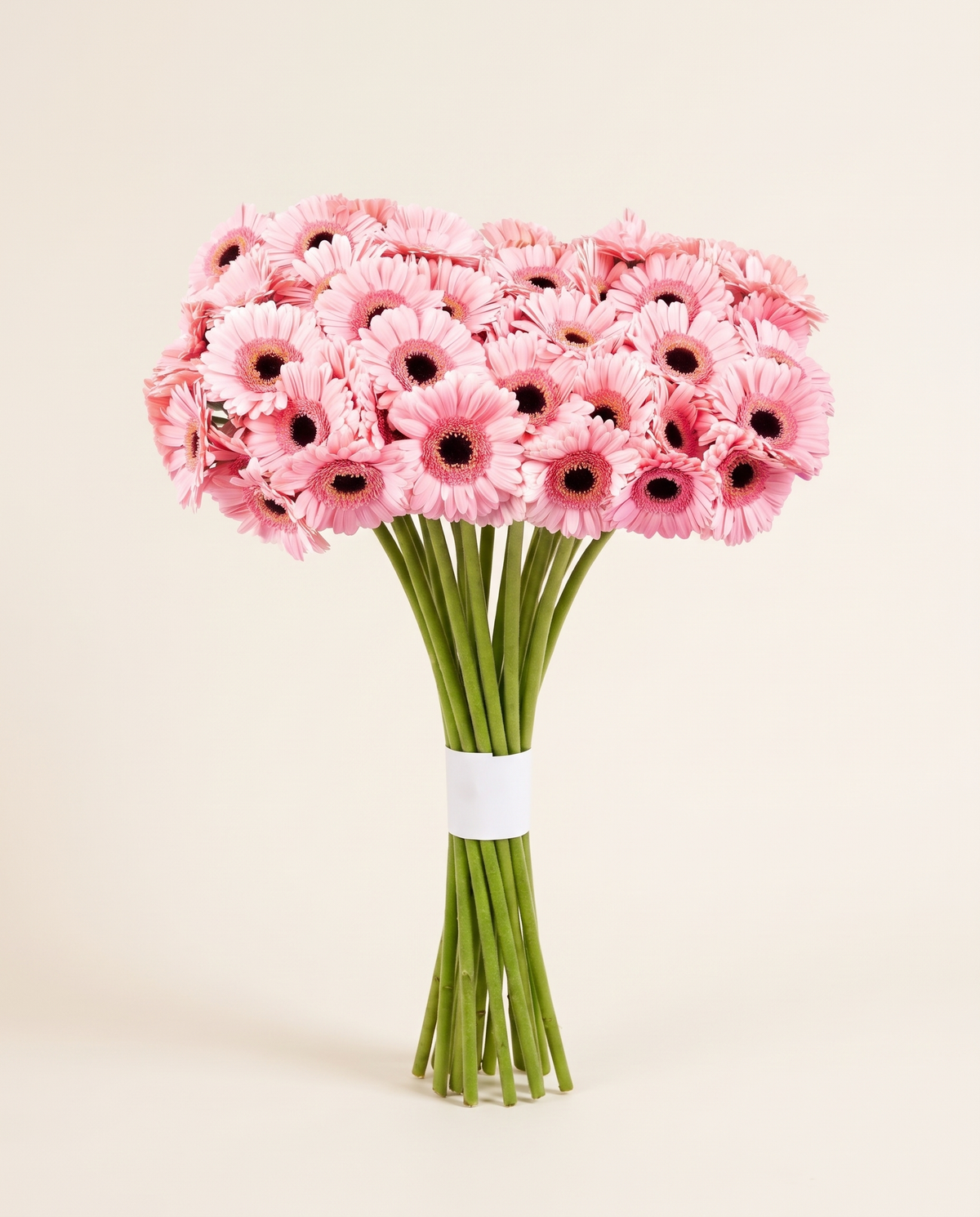 Germini Pink