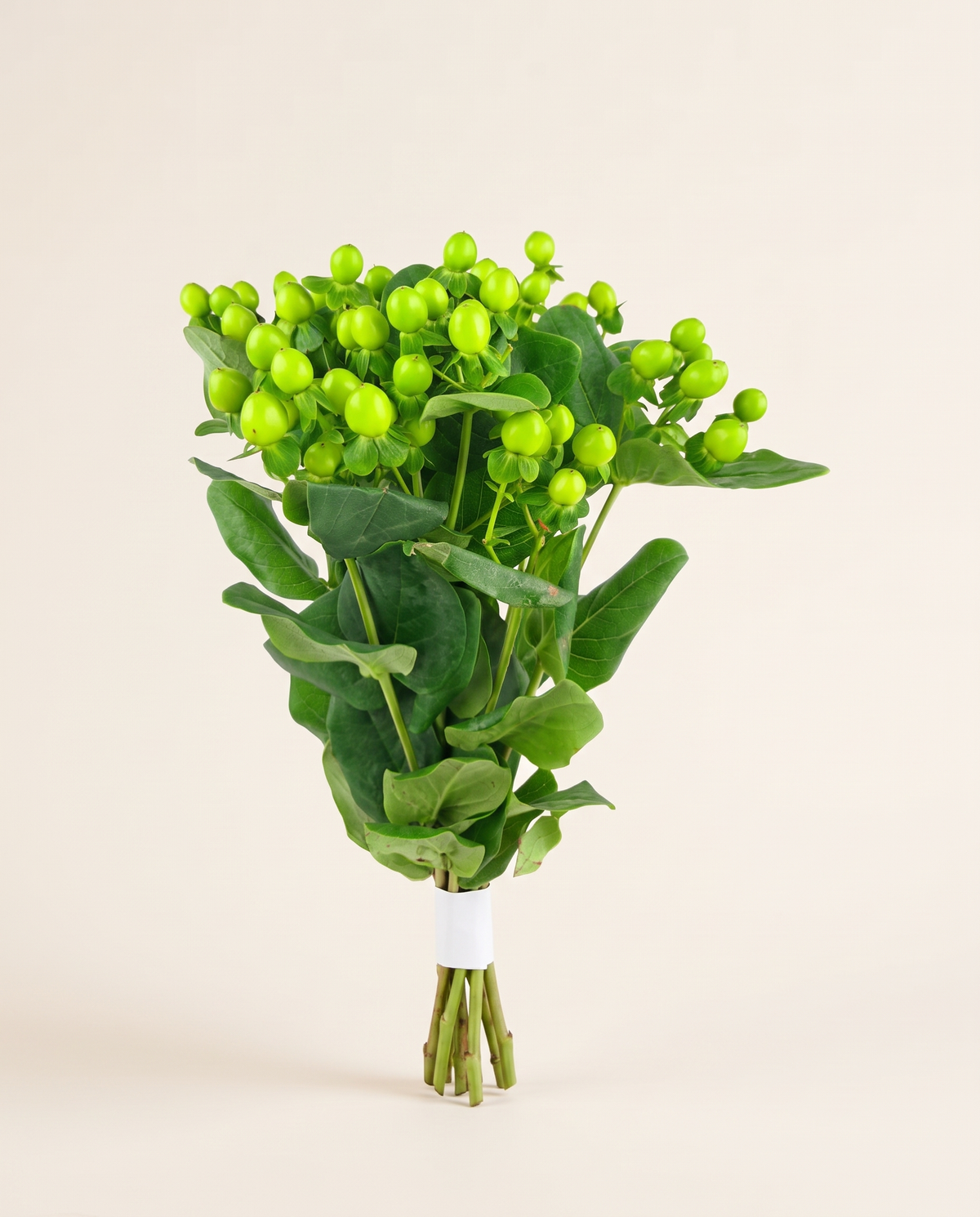 Hypericums Green
