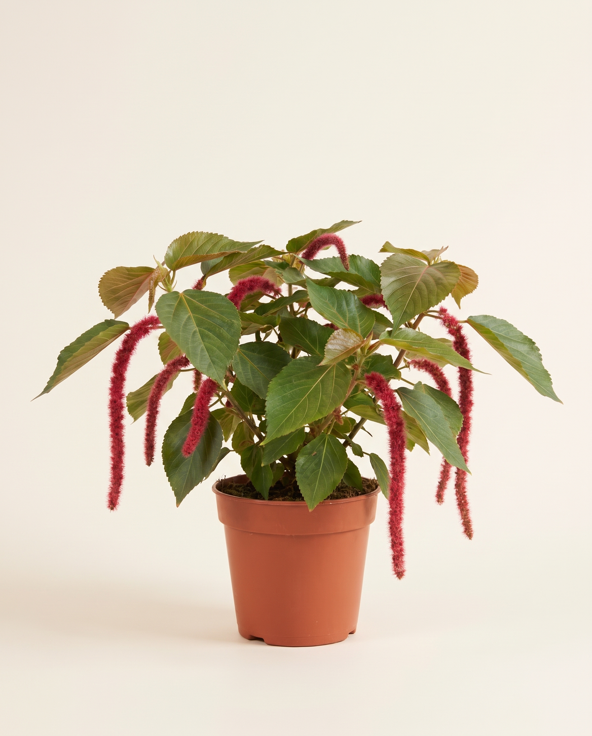 Acalypha hispida أكاليفا هيسبيدا (ذيل القط)
