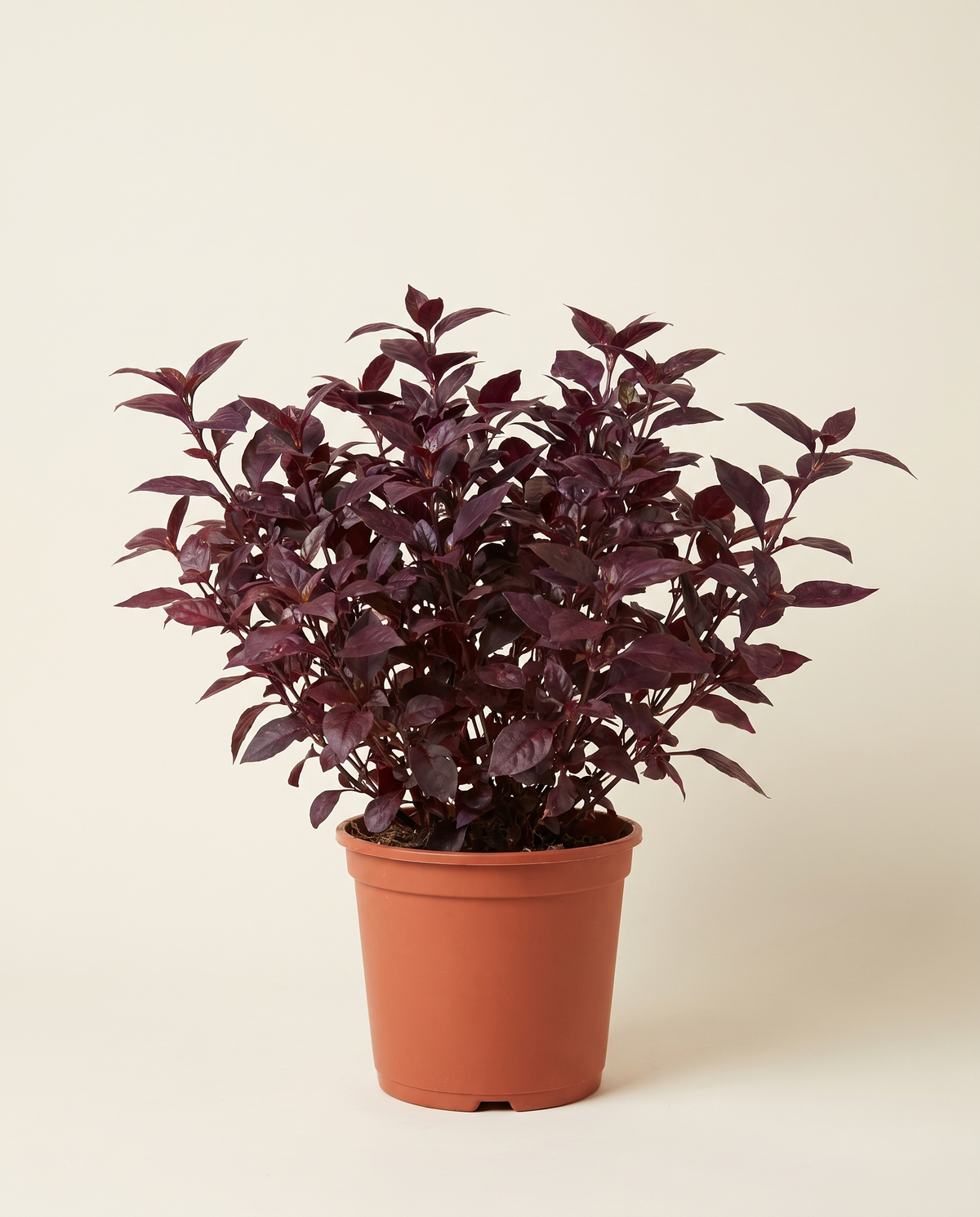 Alternanthera 25cm ألترنانثيرا