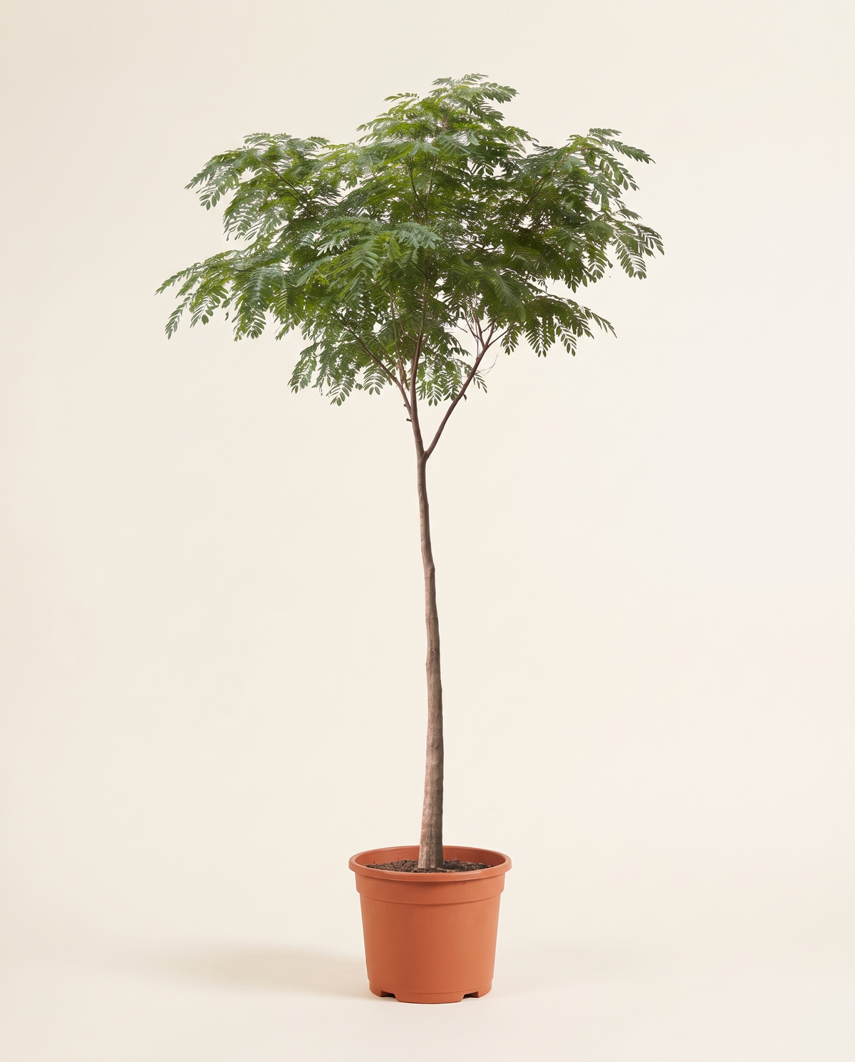 Albezia Lebbeck Tree لبخ