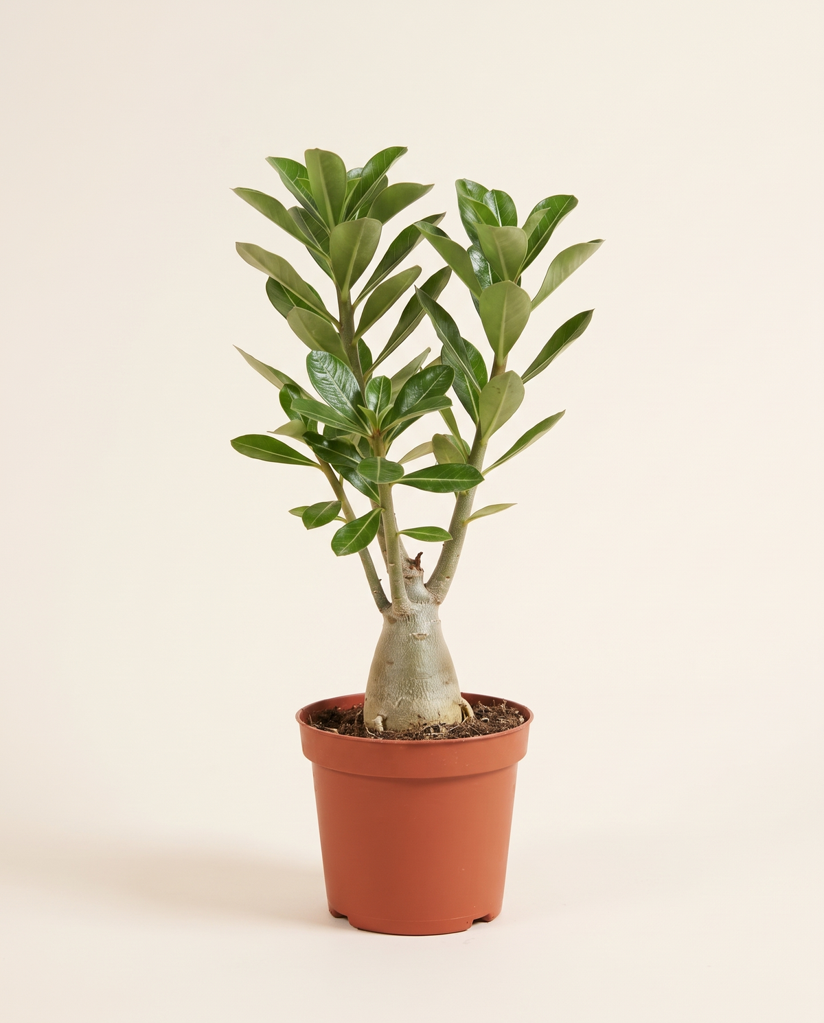 Adenium Obesum 18cm وردة الصحراء (أدينيوم)