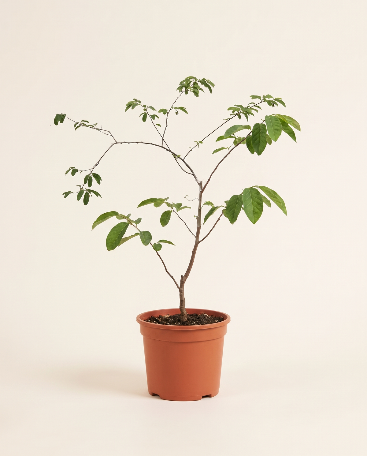 Annona Cherimola 25cm شيريمويا