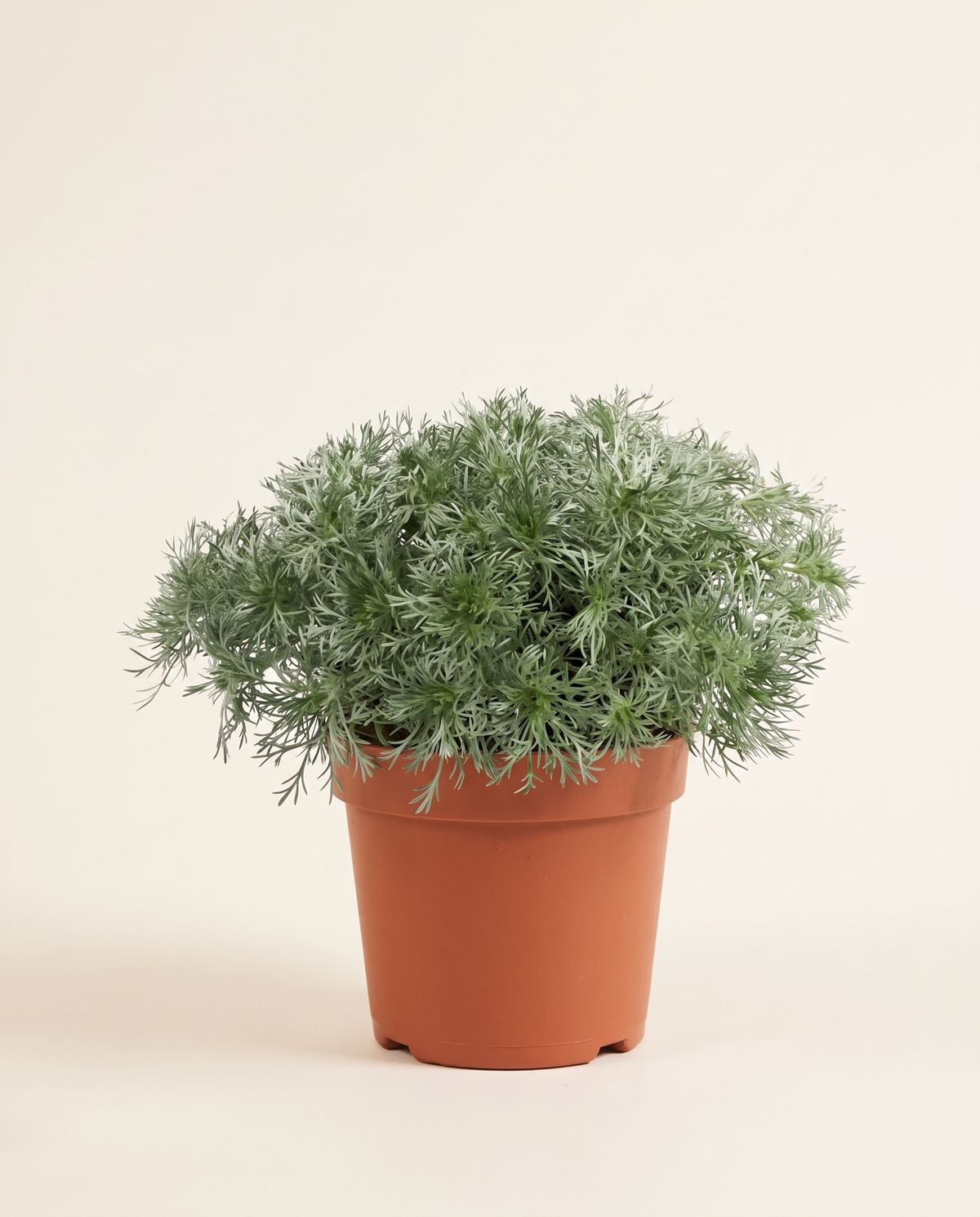 Artemisia (Mugwort) شيح