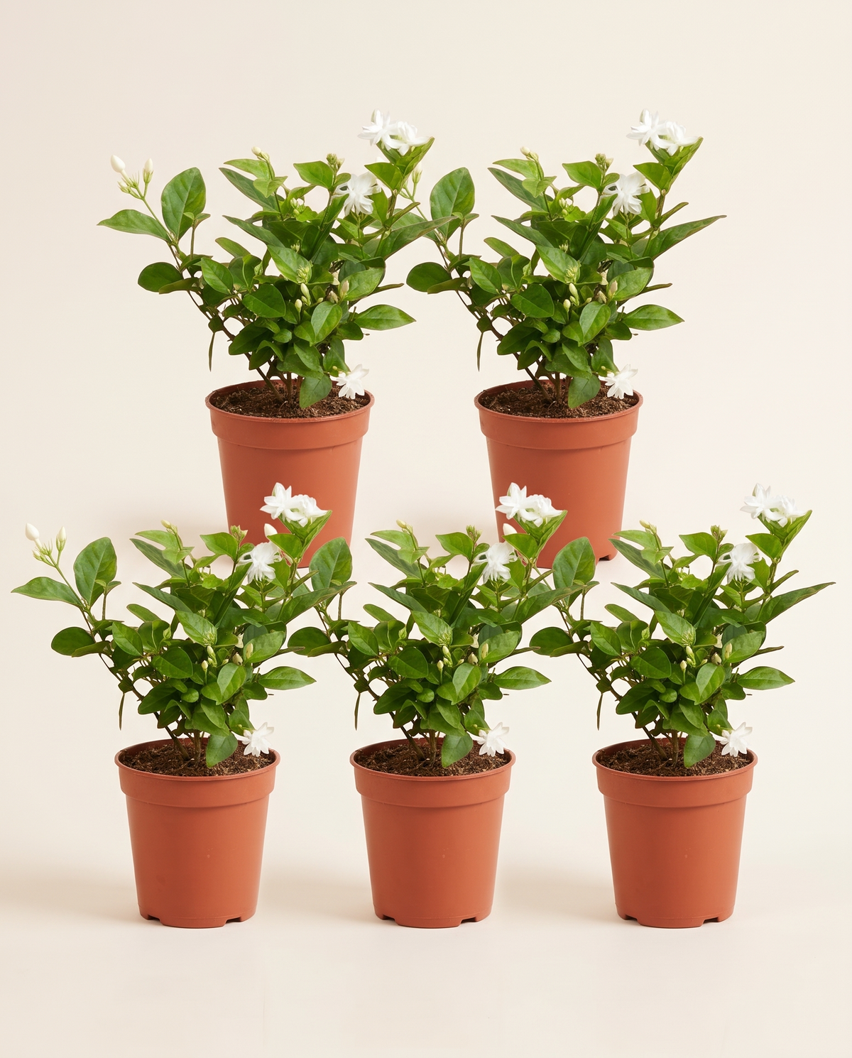Arabian Jasmine 4 Pcs with 1 Free ياسمين