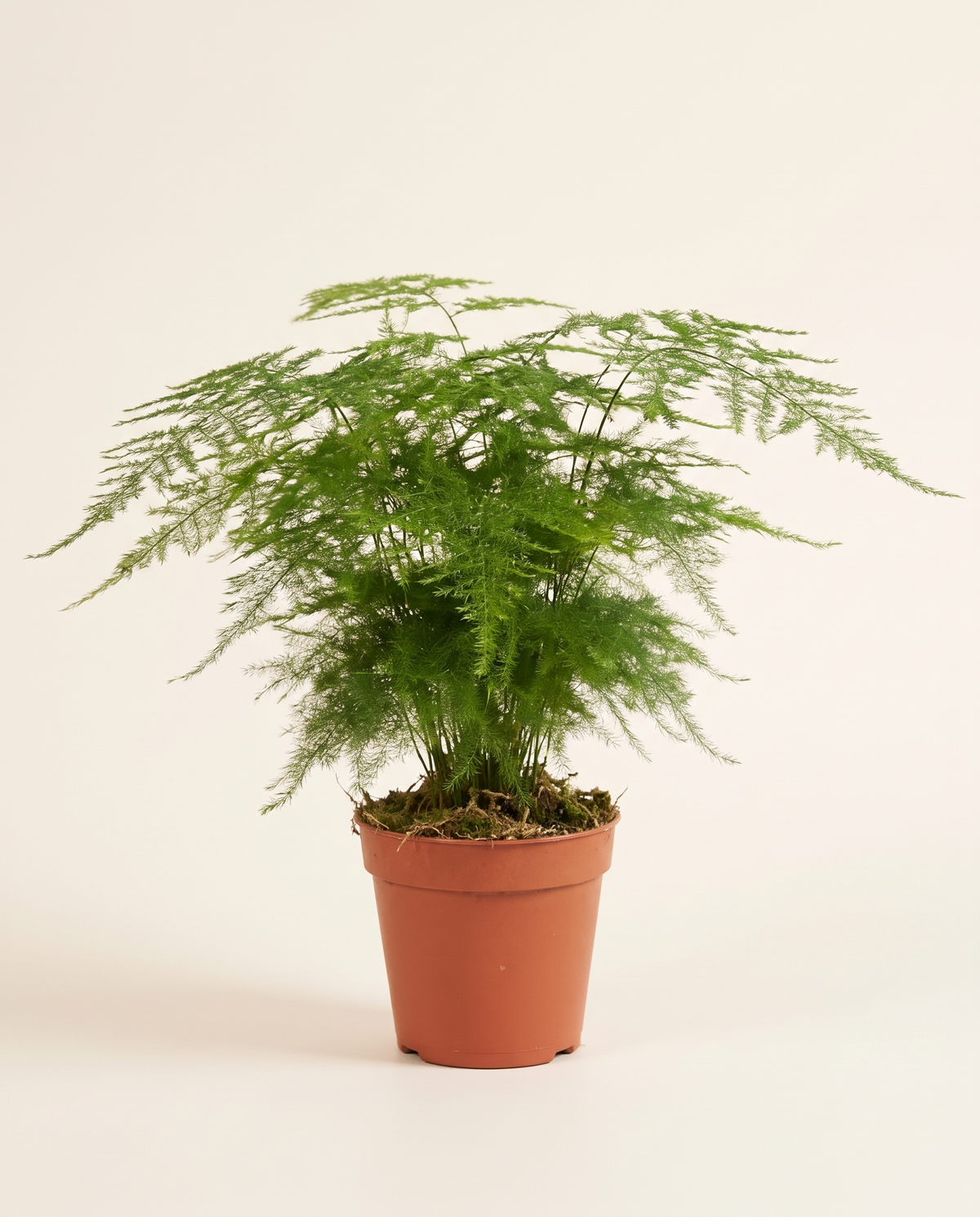 Asparagus Setac - Medium أسبراجوس