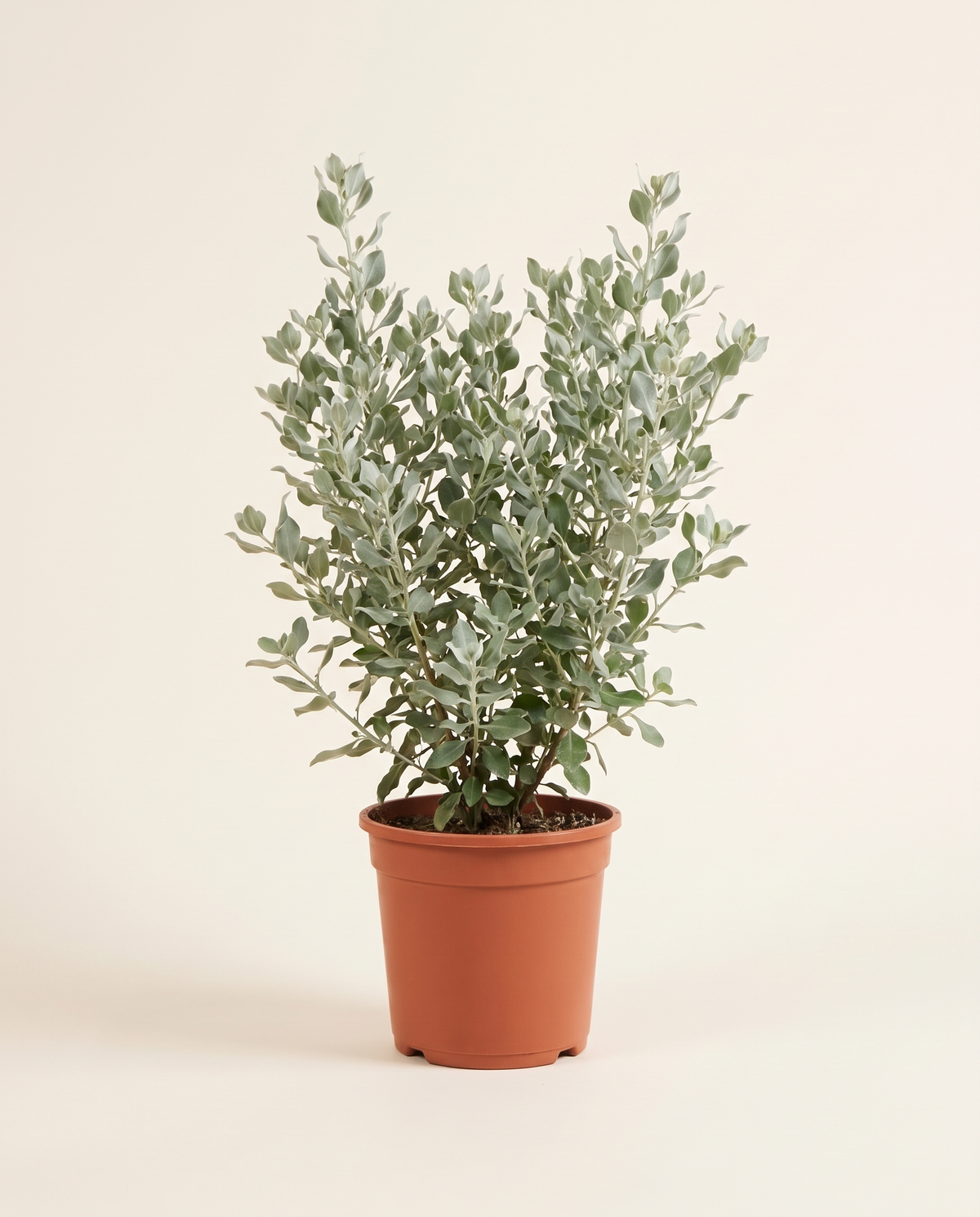 Atriplex Halimus – 80 cm Height القطف الملحي