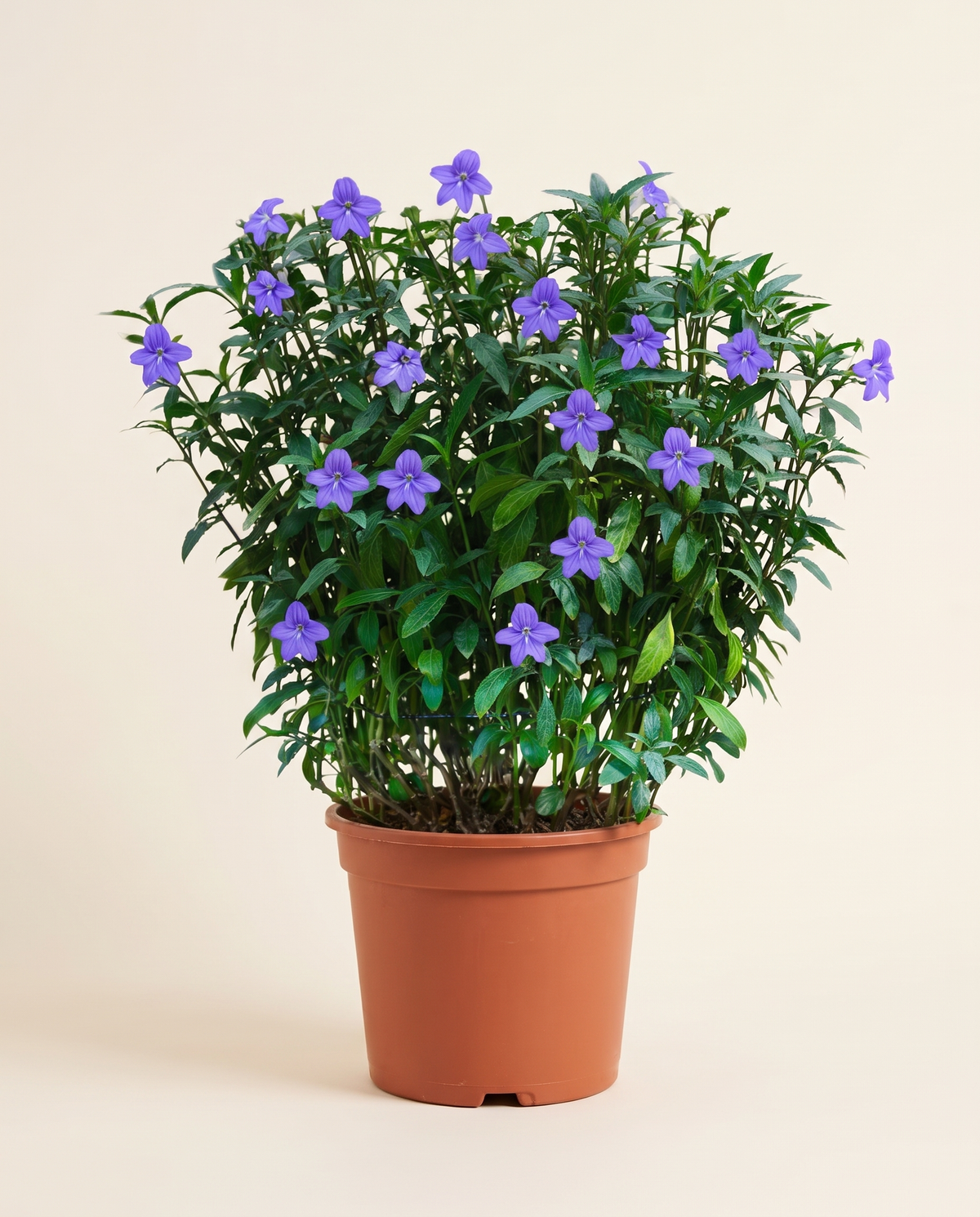 Browallia Speciosa P40 بروالية