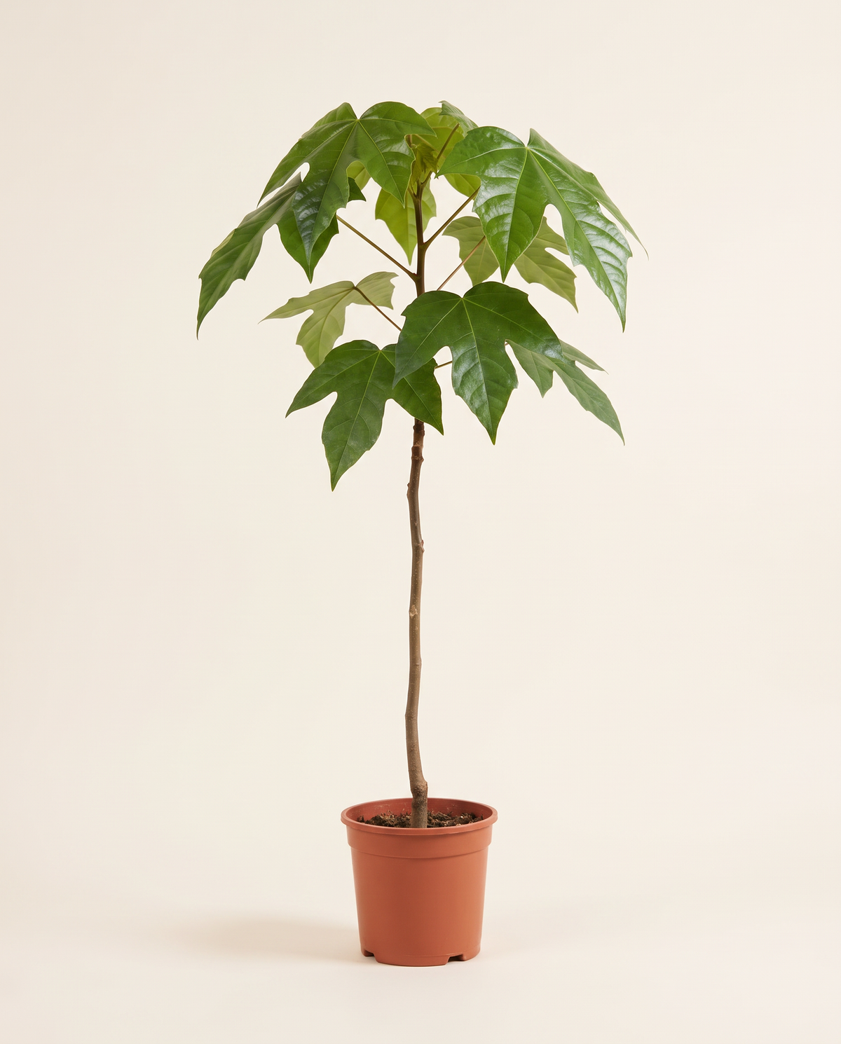 Brachychiton Acerifolius 25cm شجرة اللهب