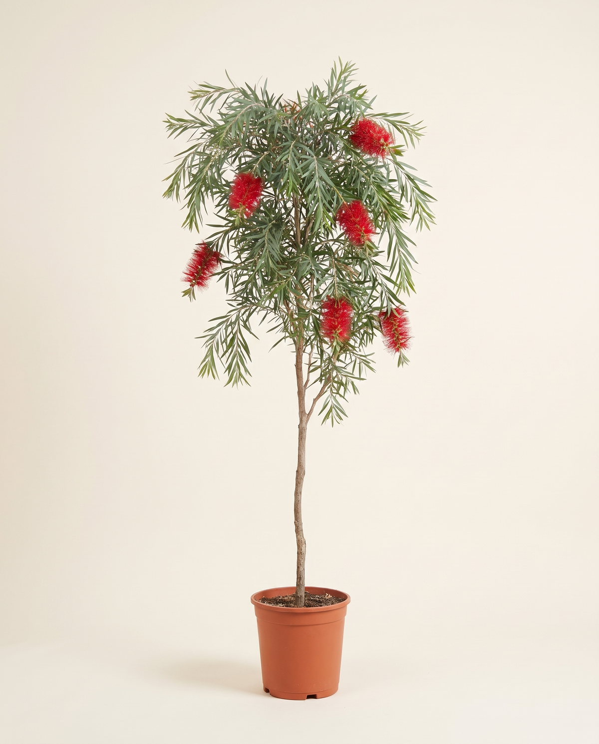 Bottlebrush Tree (Callistemon) بتل بروش