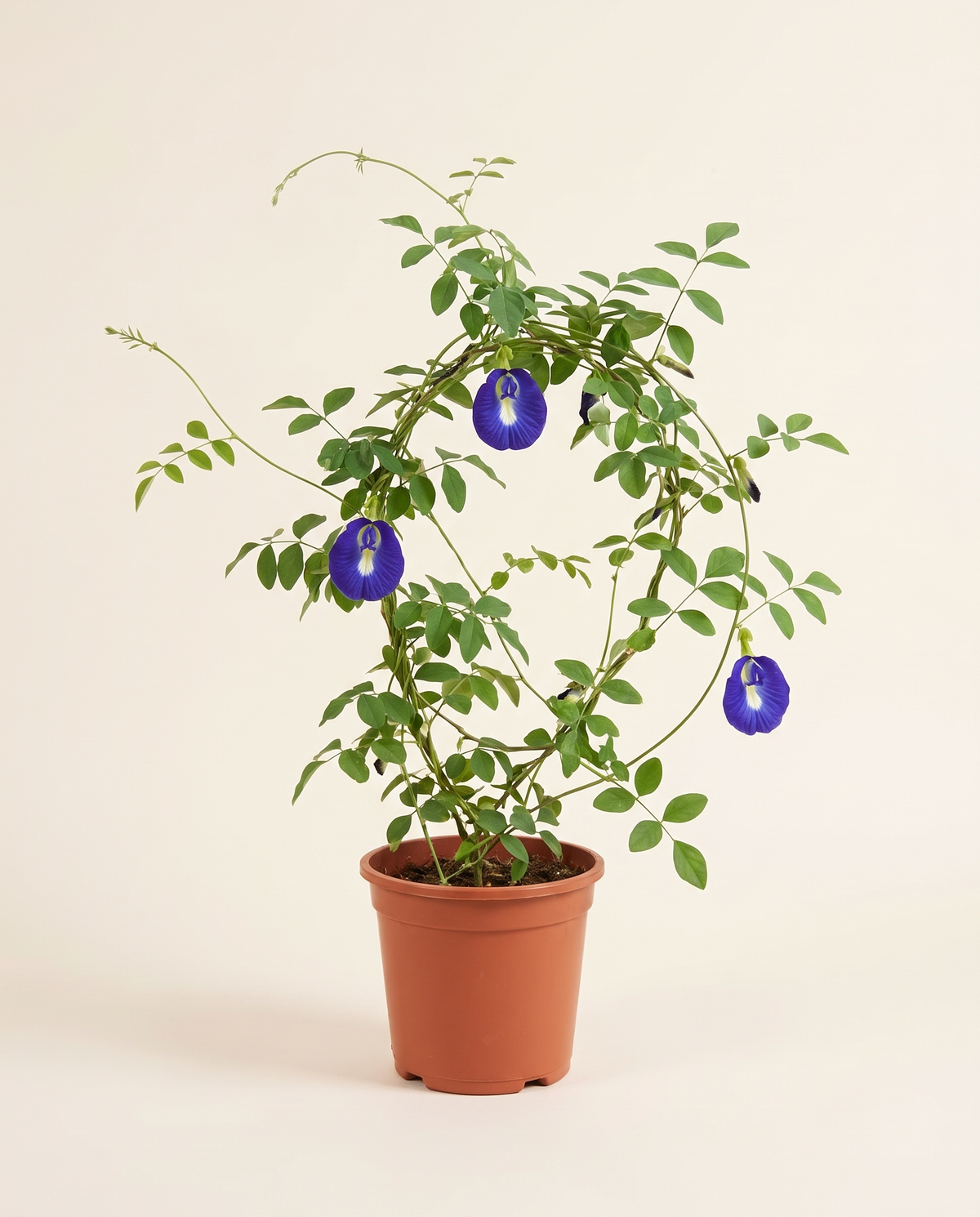 Blue tea الشاي الأزرق (البازلاء الفراشية)