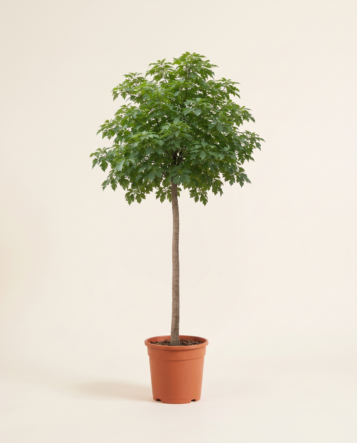 Brachychiton Discolour Tree
