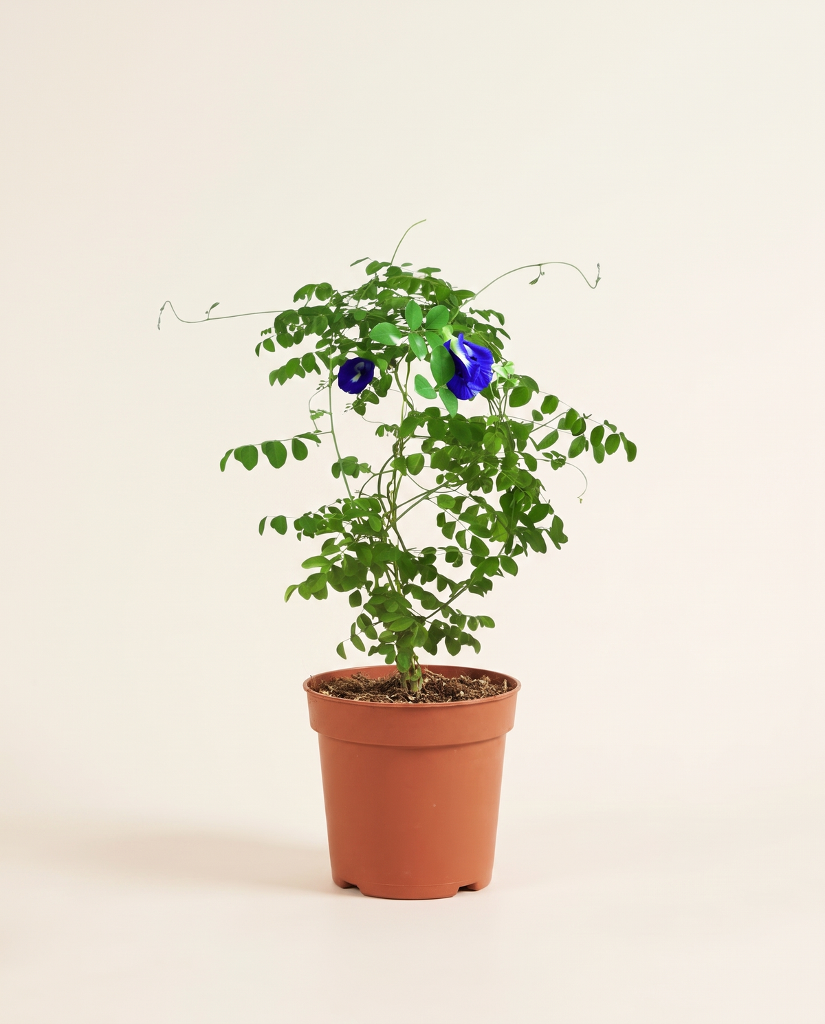 Blue Tea - Small الشاي الأزرق (البازلاء الفراشية)