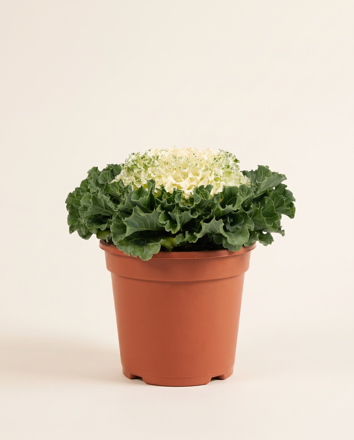 Cabbage Ornamental كرنب الزينة