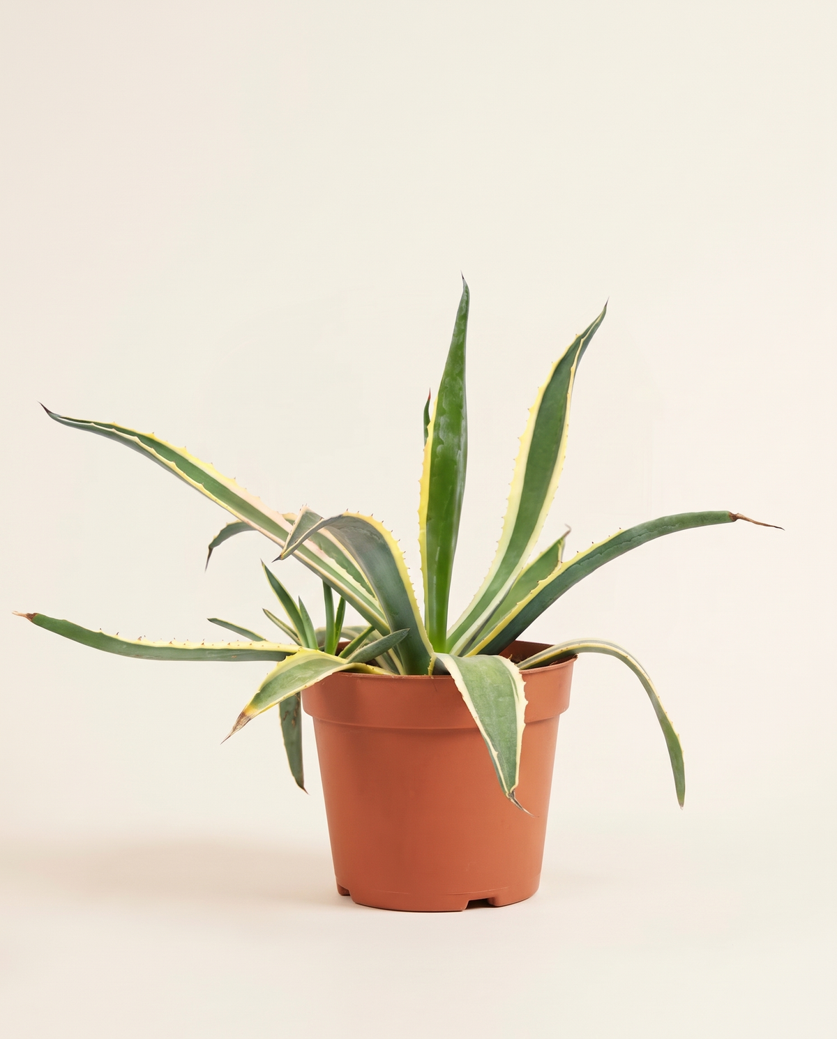 Cactus - Mix Color صبار