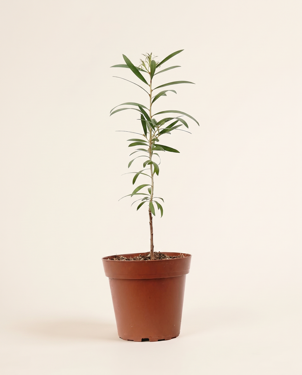 Callistemon 14cm بتل بروش