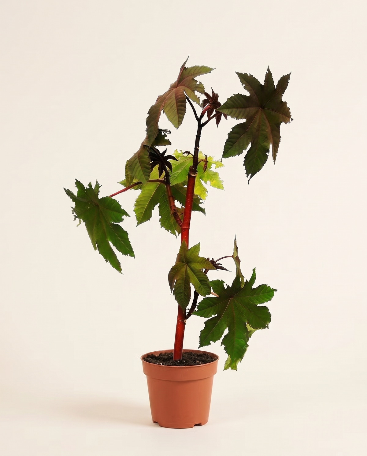 Castor Oil Plant خروع