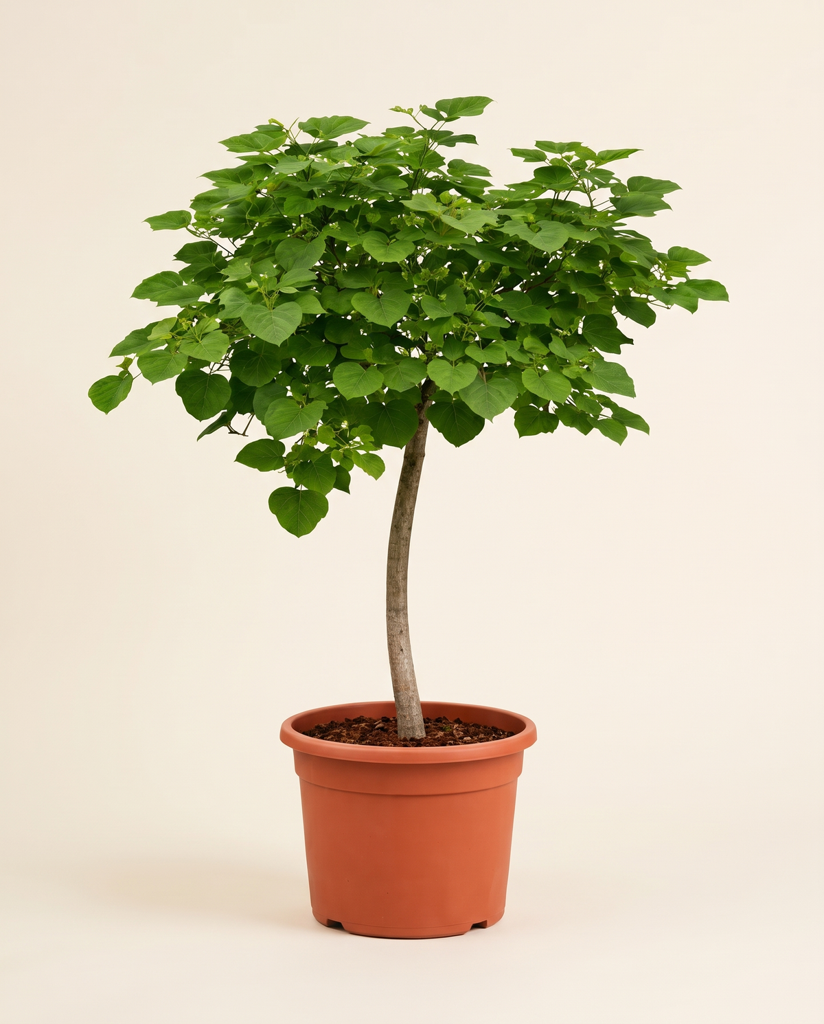 Bambar Tree - Cordia Myxa شجرة البمبر