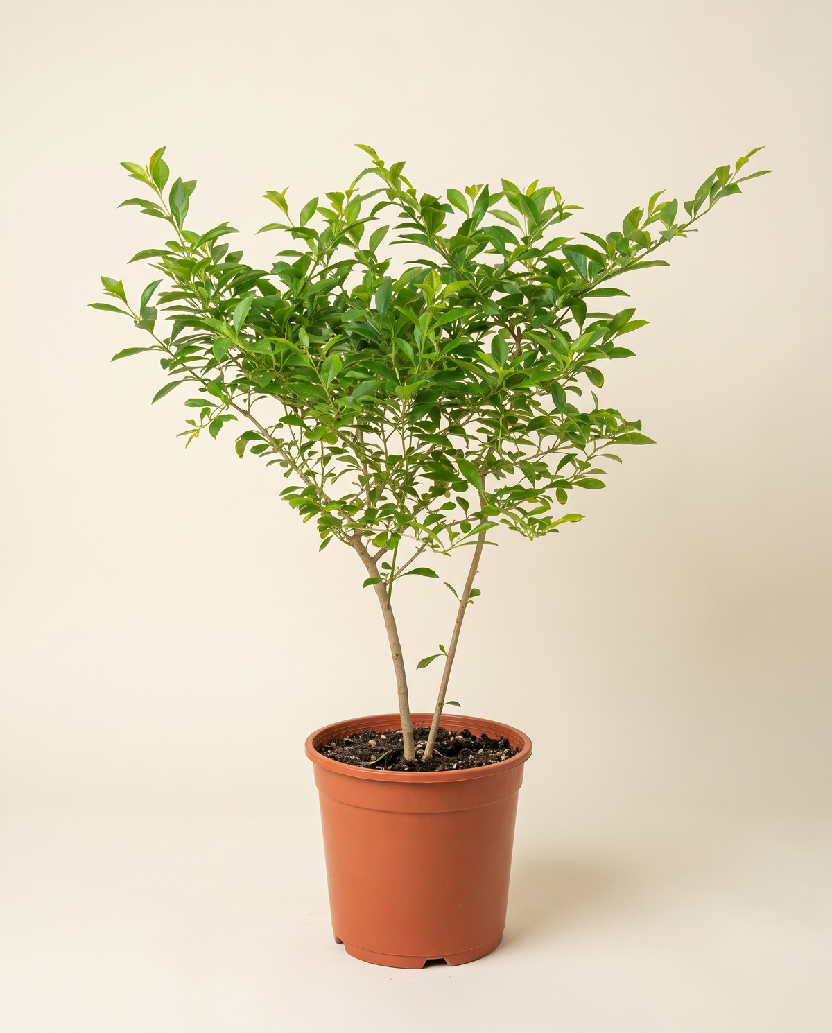 Duranta دورانتا