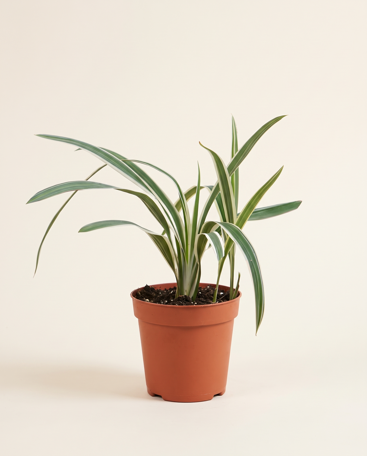 Dianella tasmanica ديانيلا
