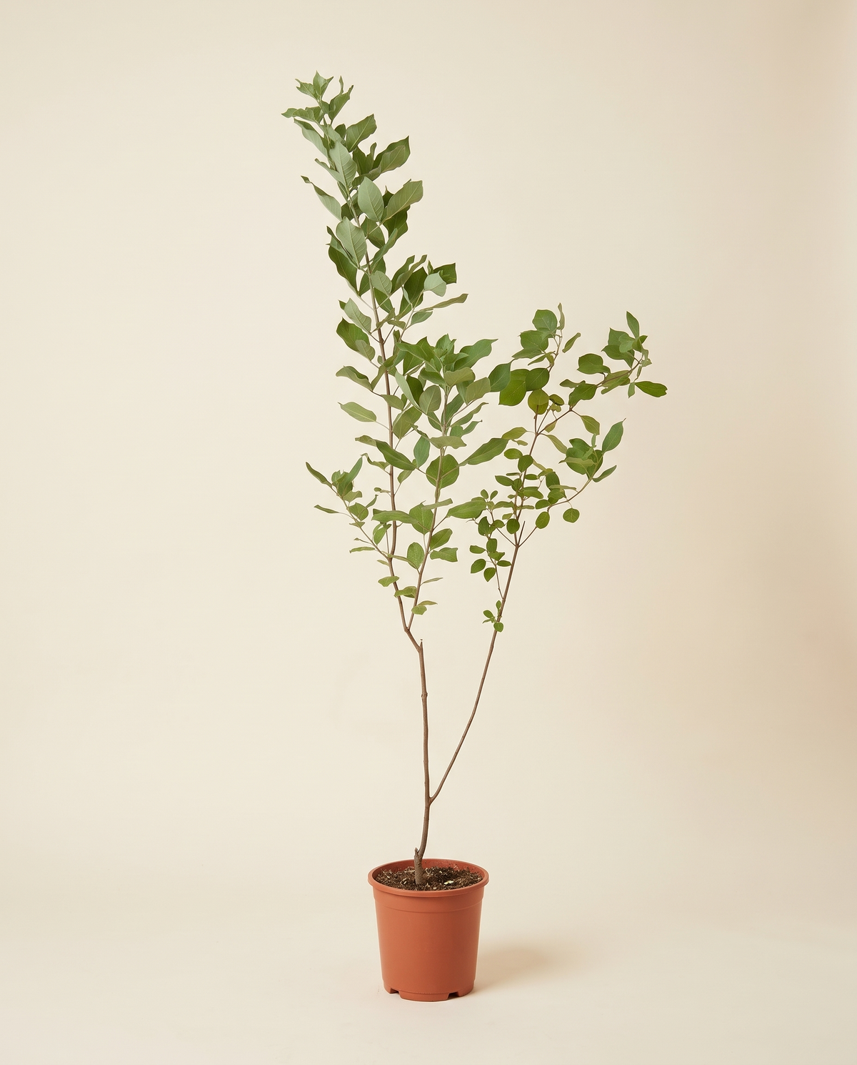 Chaste tree green كف مريم (فيتكس)
