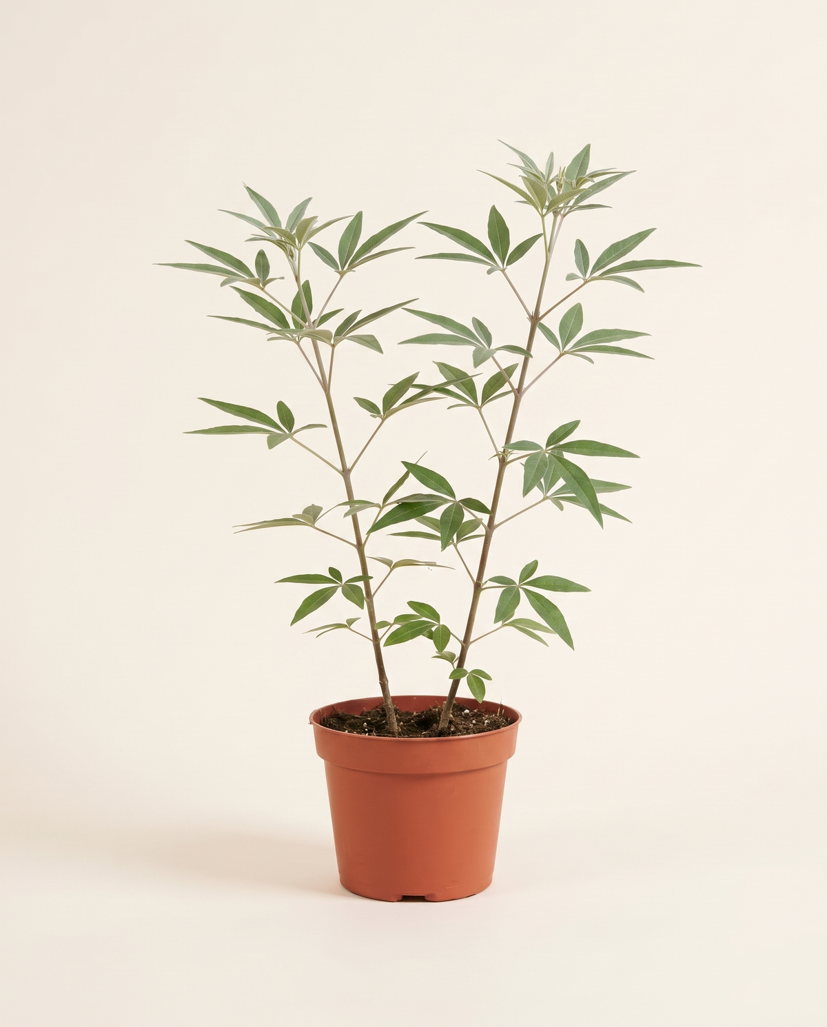 Chaste Tree 2 pcs كف مريم