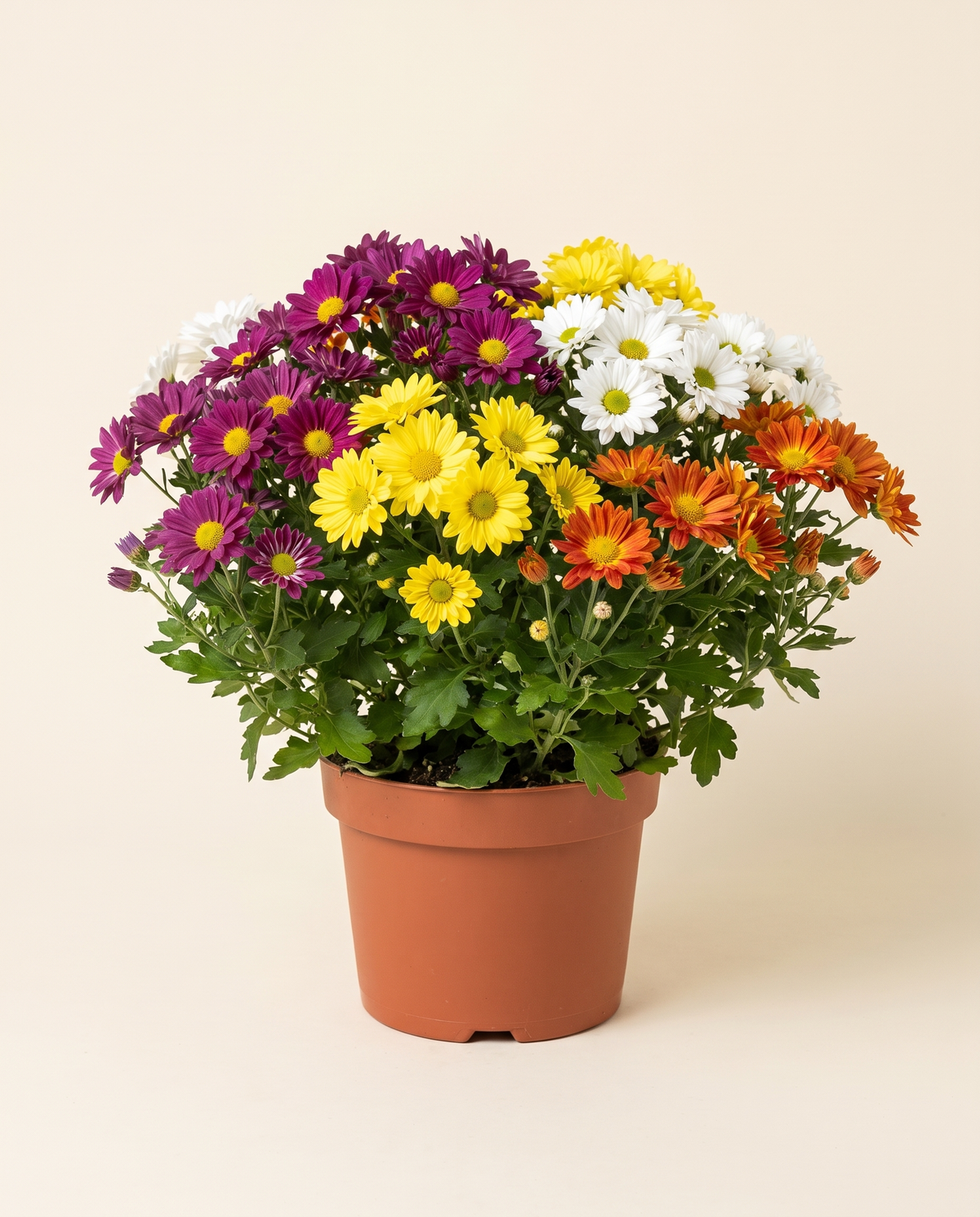 Chrysanthemum كرزنتم