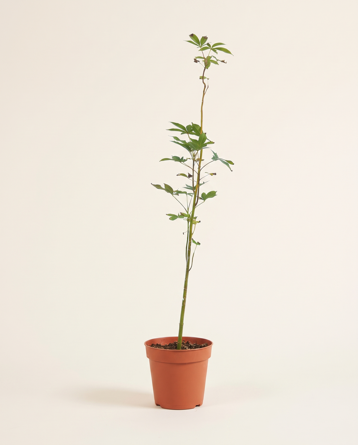 Chorisia 14cm شوريزيا