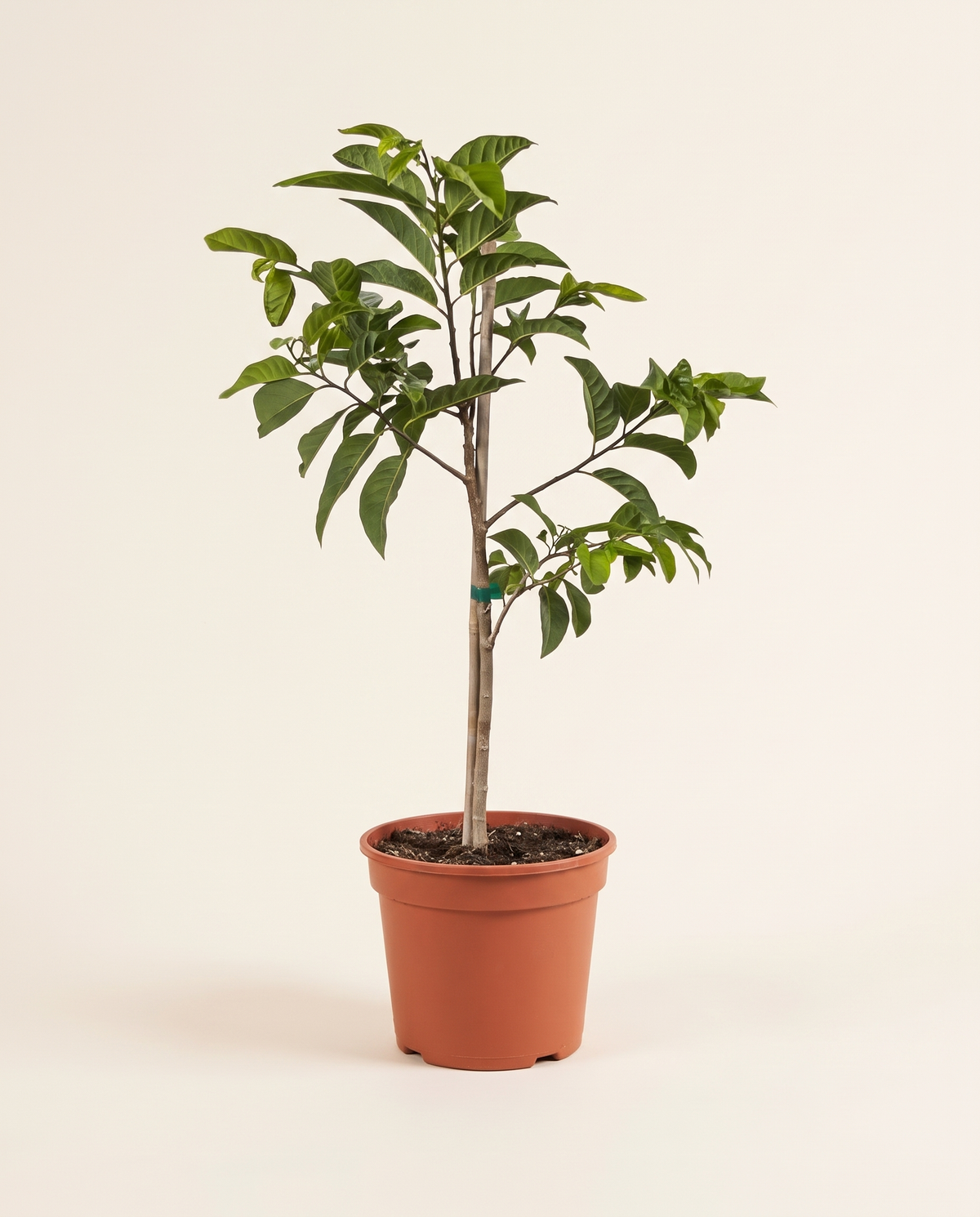Custard Apple Cherimoya Tree شجرة القشطة