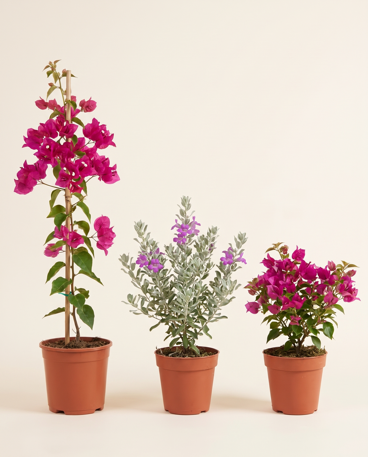 Climber Bougainviella And Lycophyllum and Bougainviella جهنمية